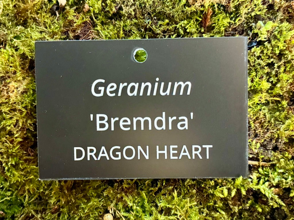 Geranium 'Bremdra' DRAGON HEART - Plant label