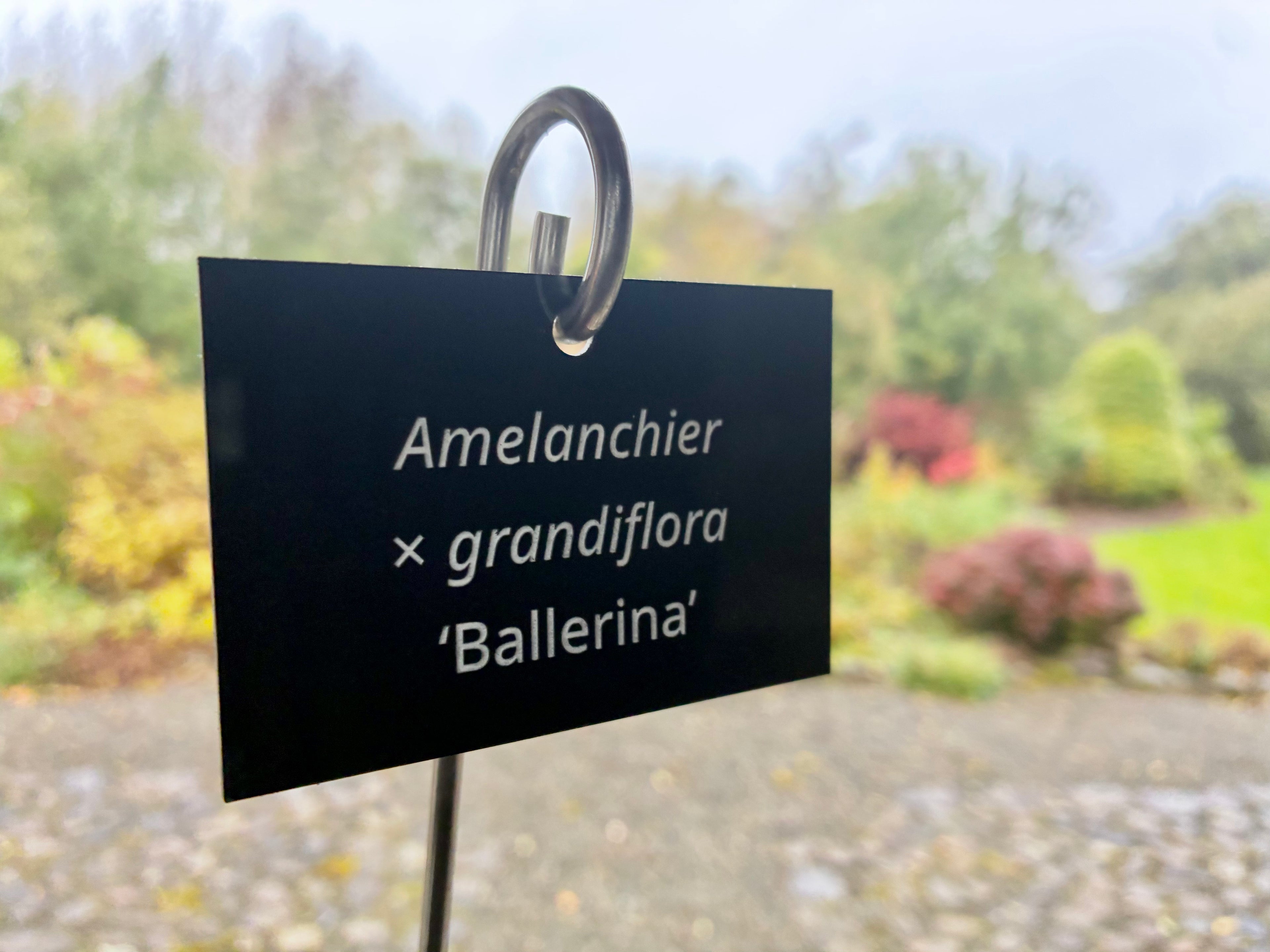 Amelanchier × grandiflora 'Ballerina' - Plant label