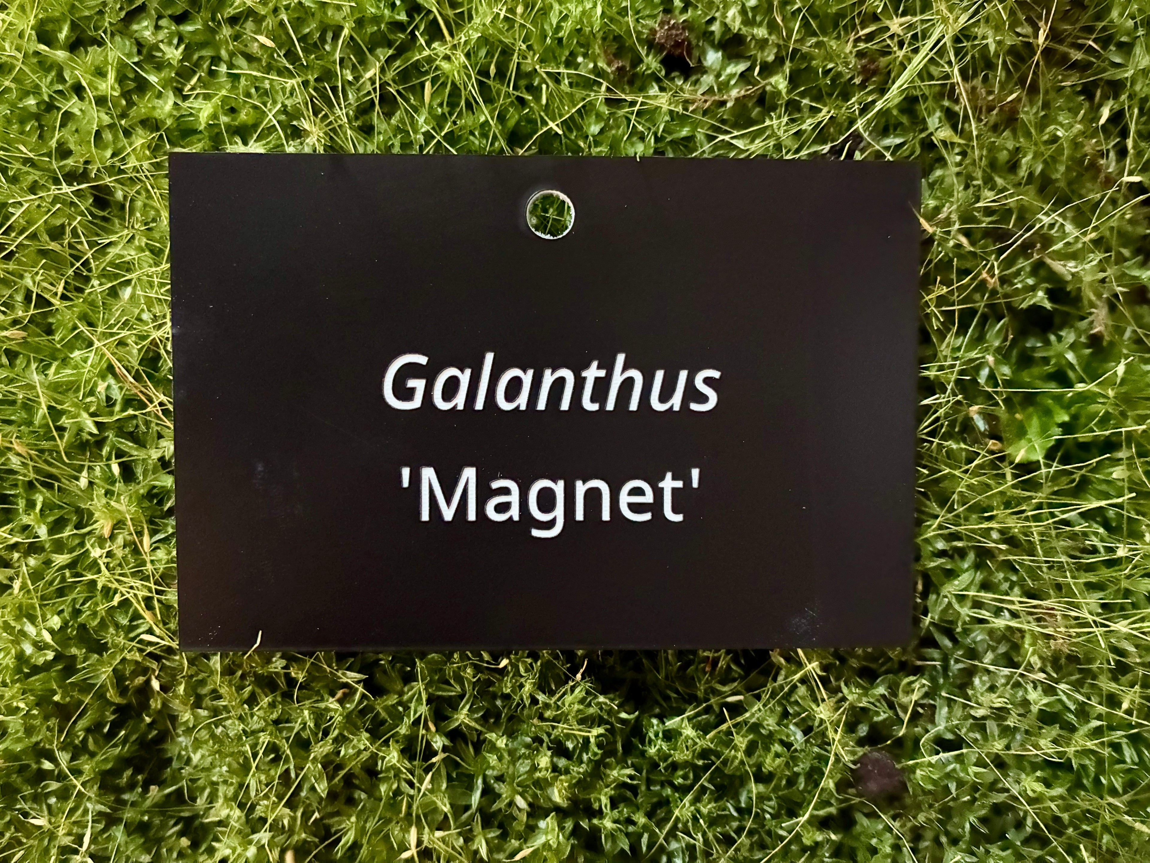 Galanthus 'Magnet' - Plant label