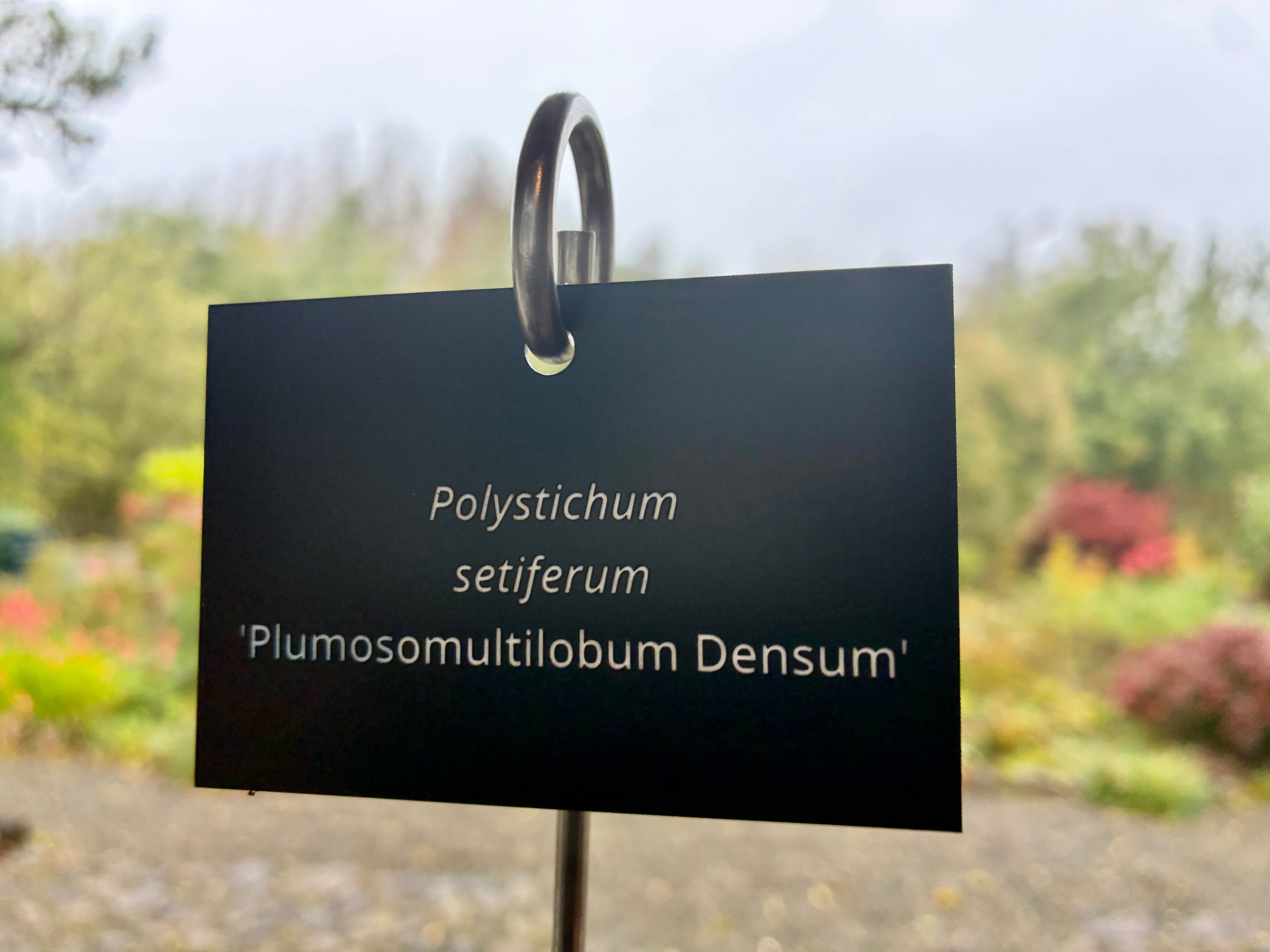 Polystichum setiferum 'Plumosomultilobum Densum' - Plant label
