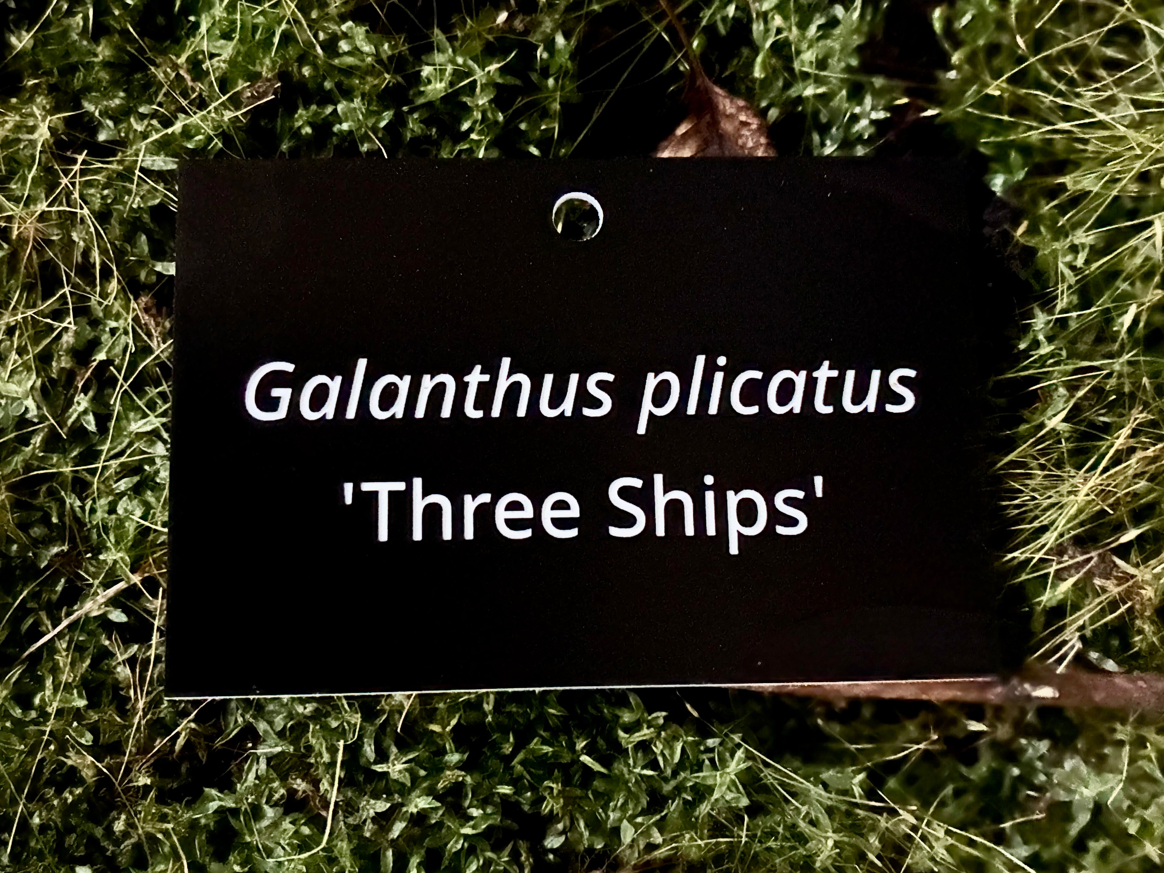 Galanthus plicatus 'Three Ships' - Plant label
