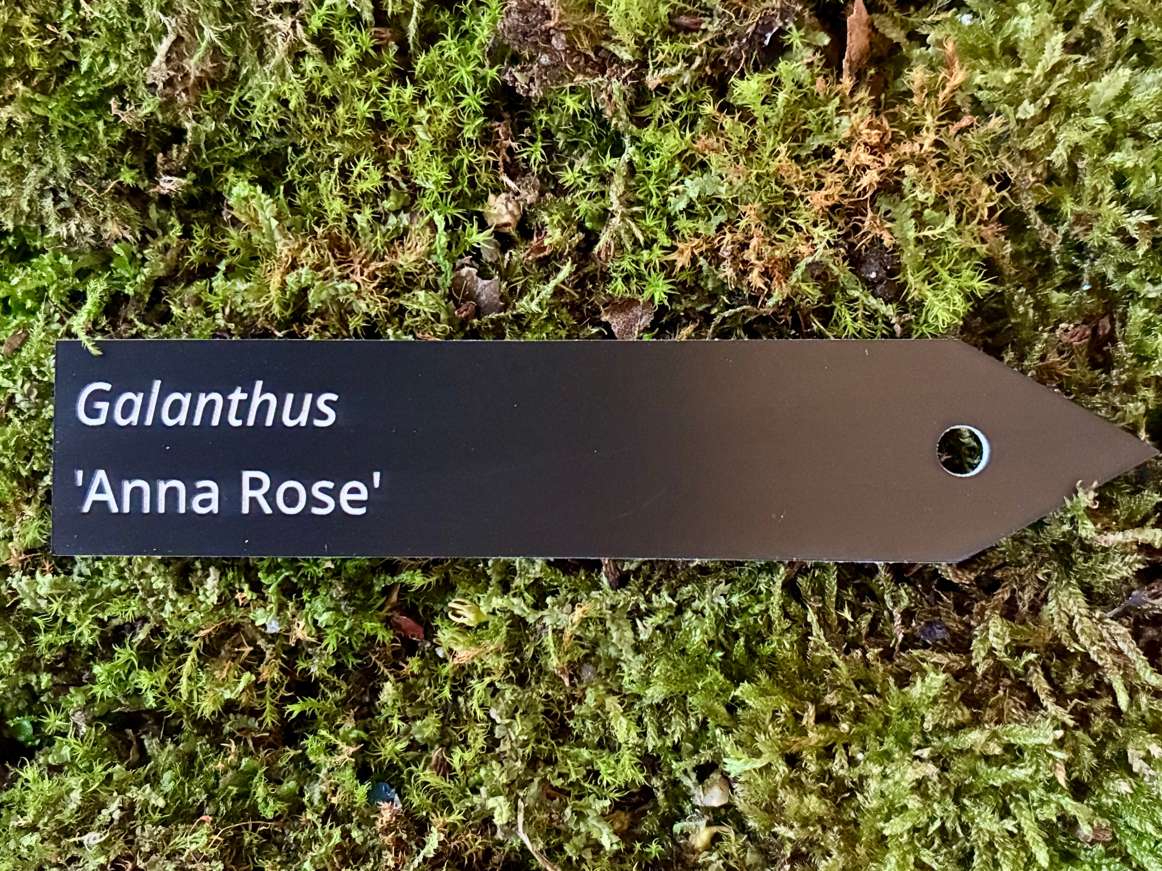 Galanthus 'Anna Rose' - Plant label