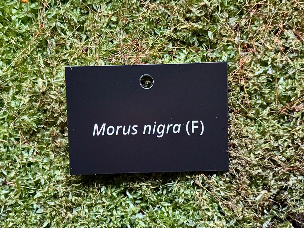 Morus nigra (F) - Plant label