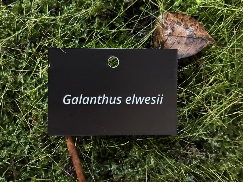 Galanthus elwesii - Plant label
