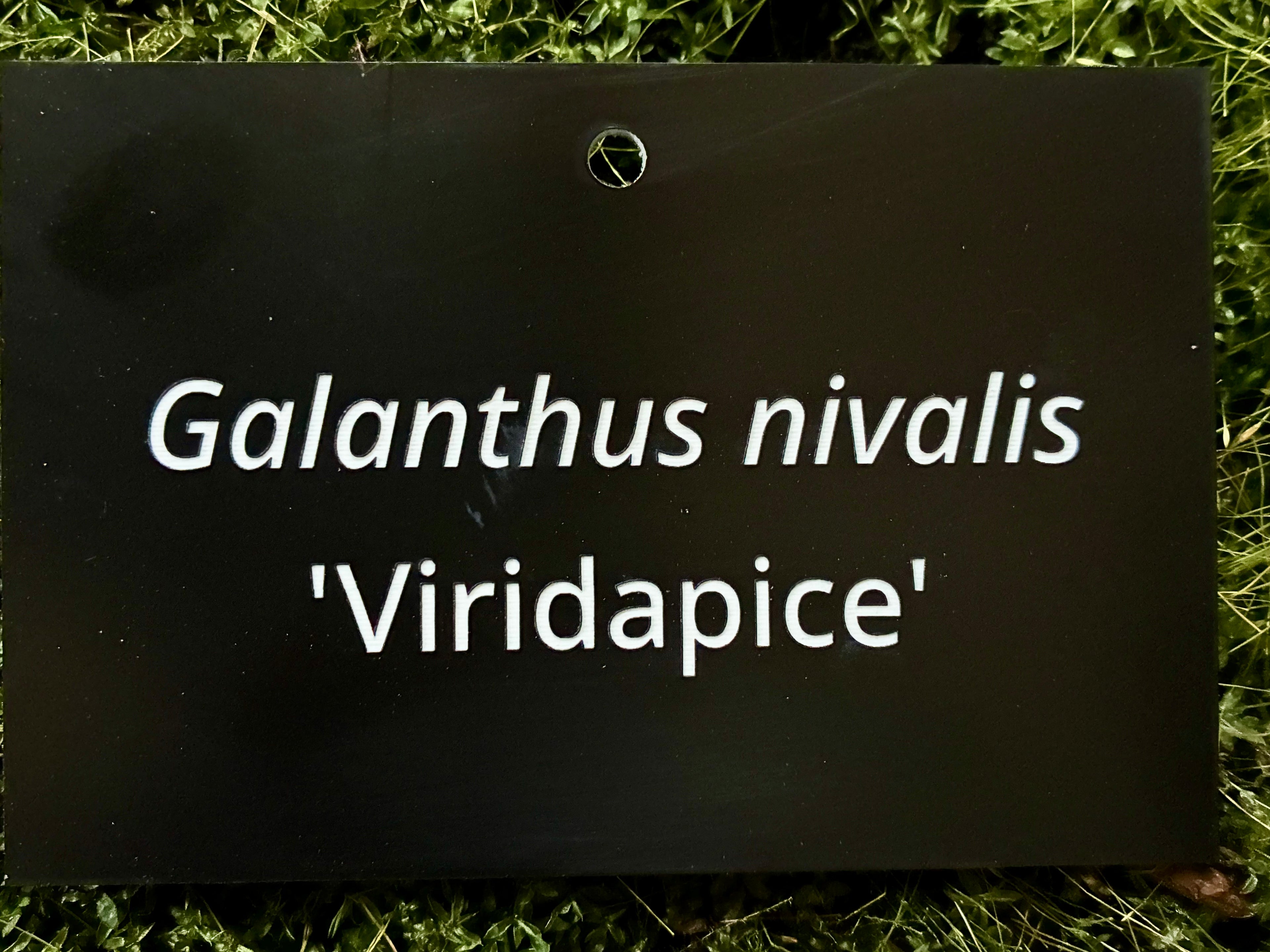 Galanthus nivalis 'Viridapice' - Plant label