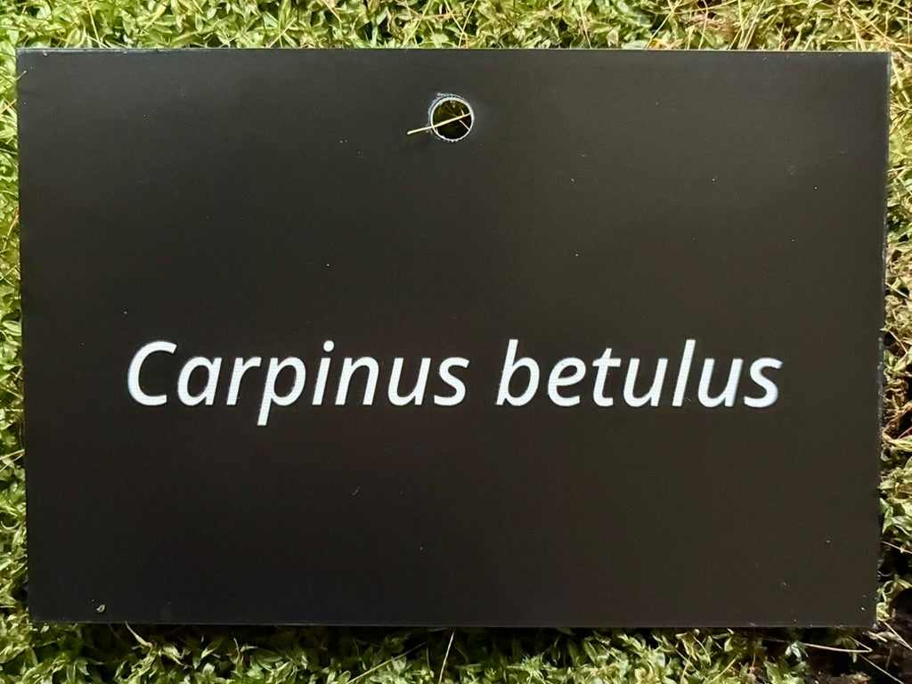 Carpinus betulus - Plant label