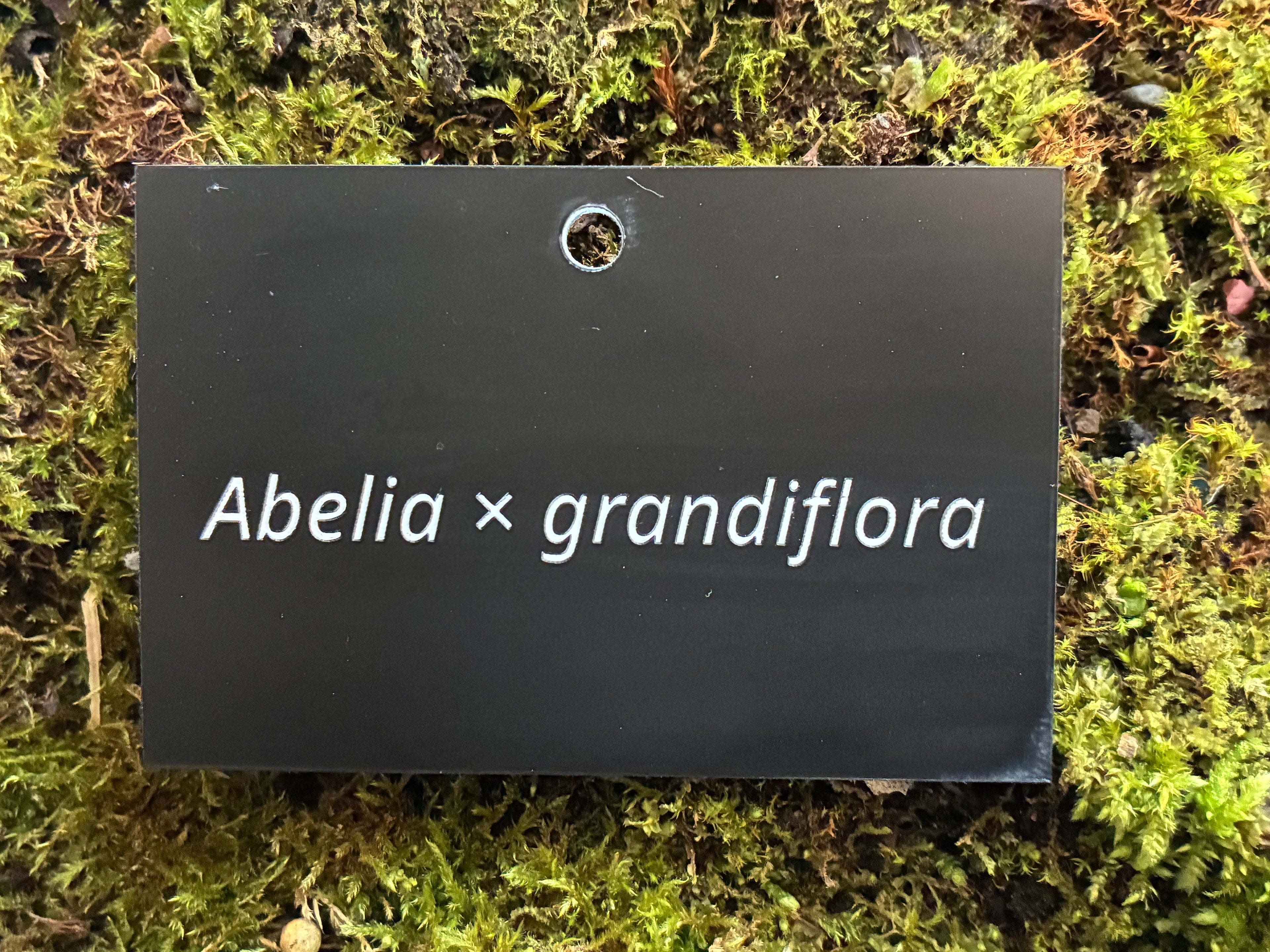 Abelia × grandiflora - Plant label