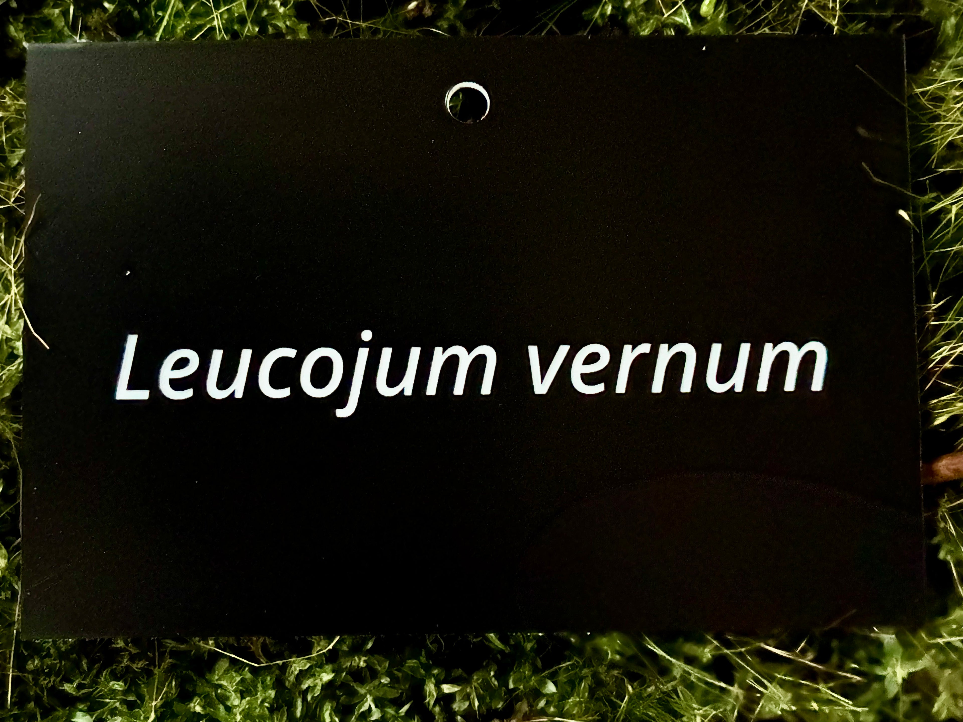 Leucojum vernum - Plant label