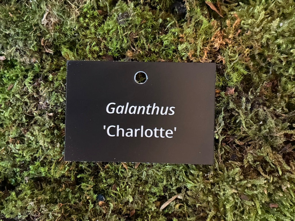 Galanthus 'Charlotte' - Plant label
