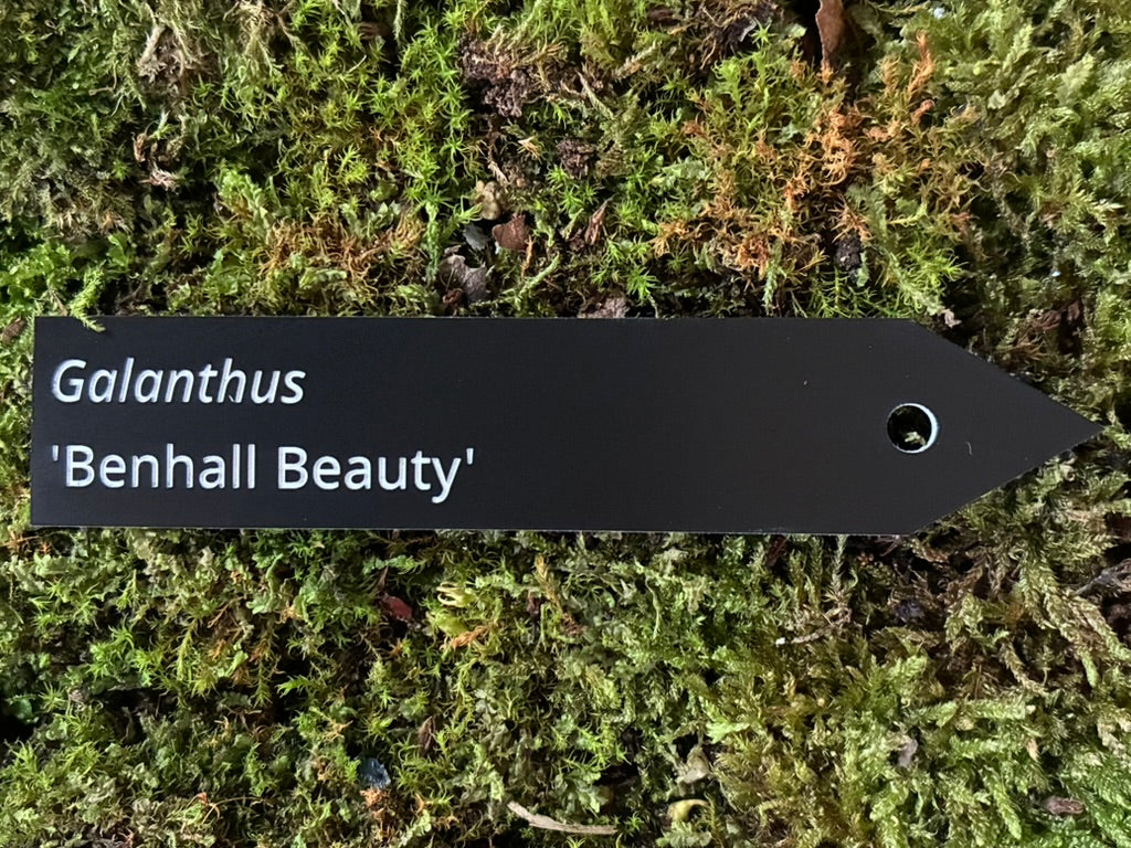 Galanthus 'Benhall Beauty' - Plant label