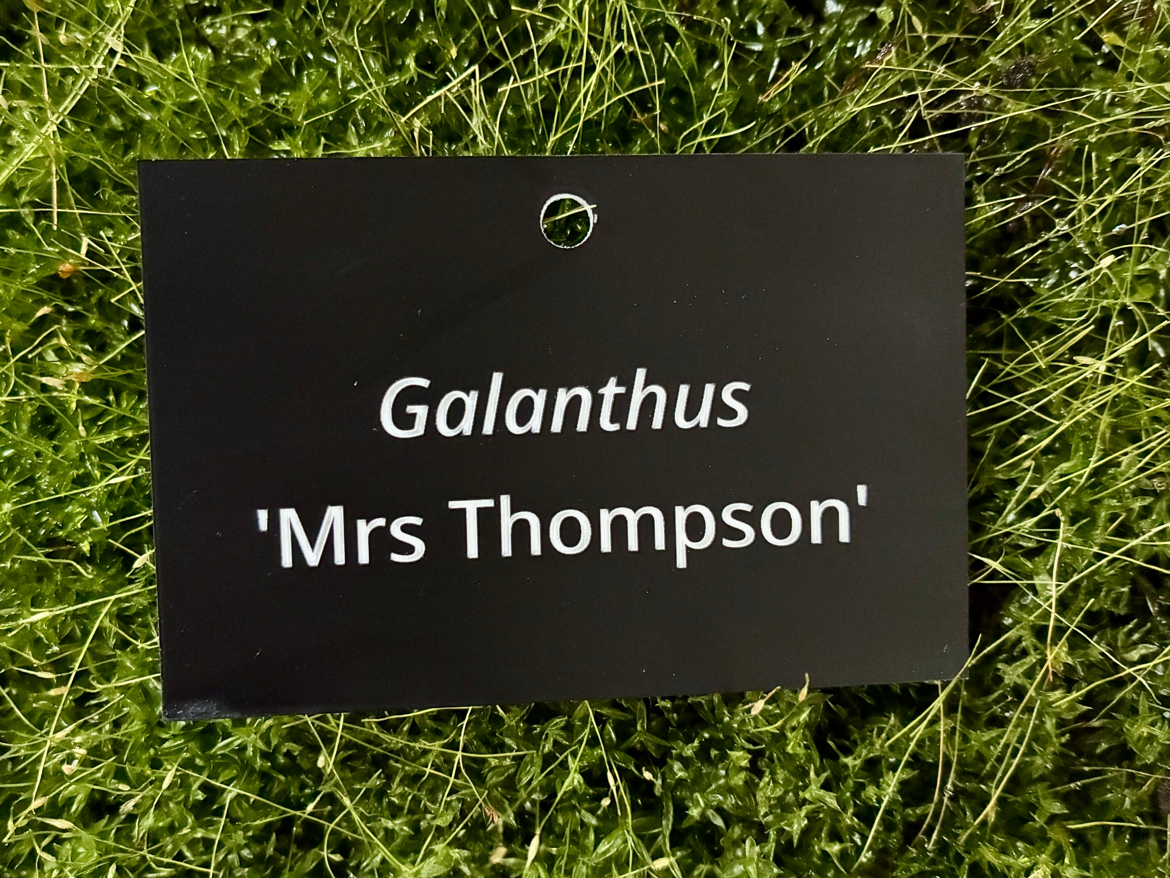 Galanthus 'Mrs Thompson' - Plant label