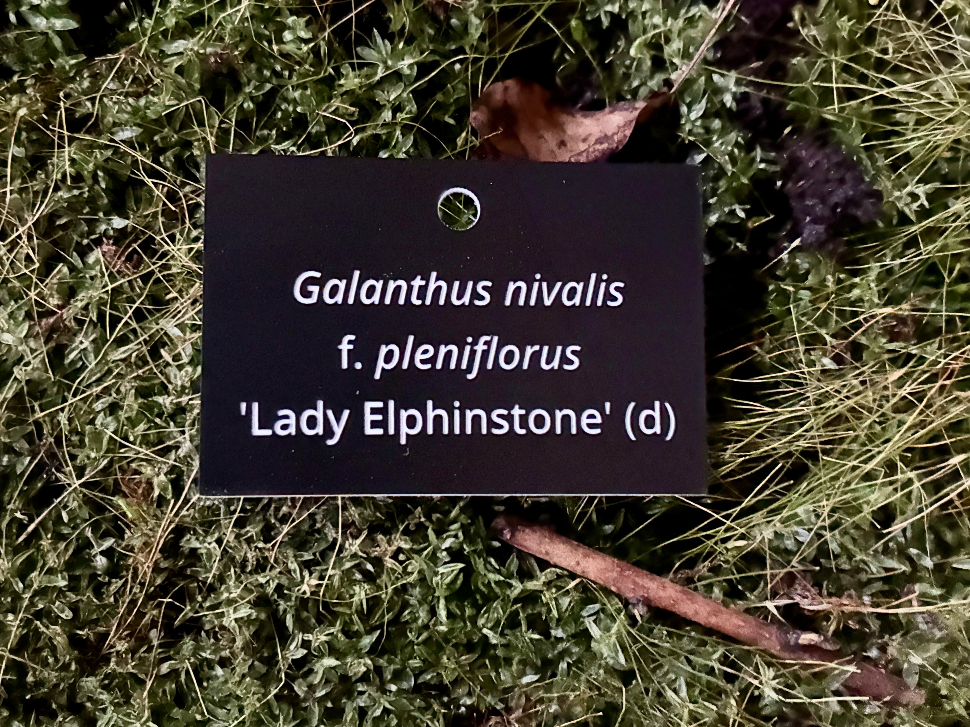 Galanthus nivalis f. pleniflorus 'Lady Elphinstone' (d) - Plant label