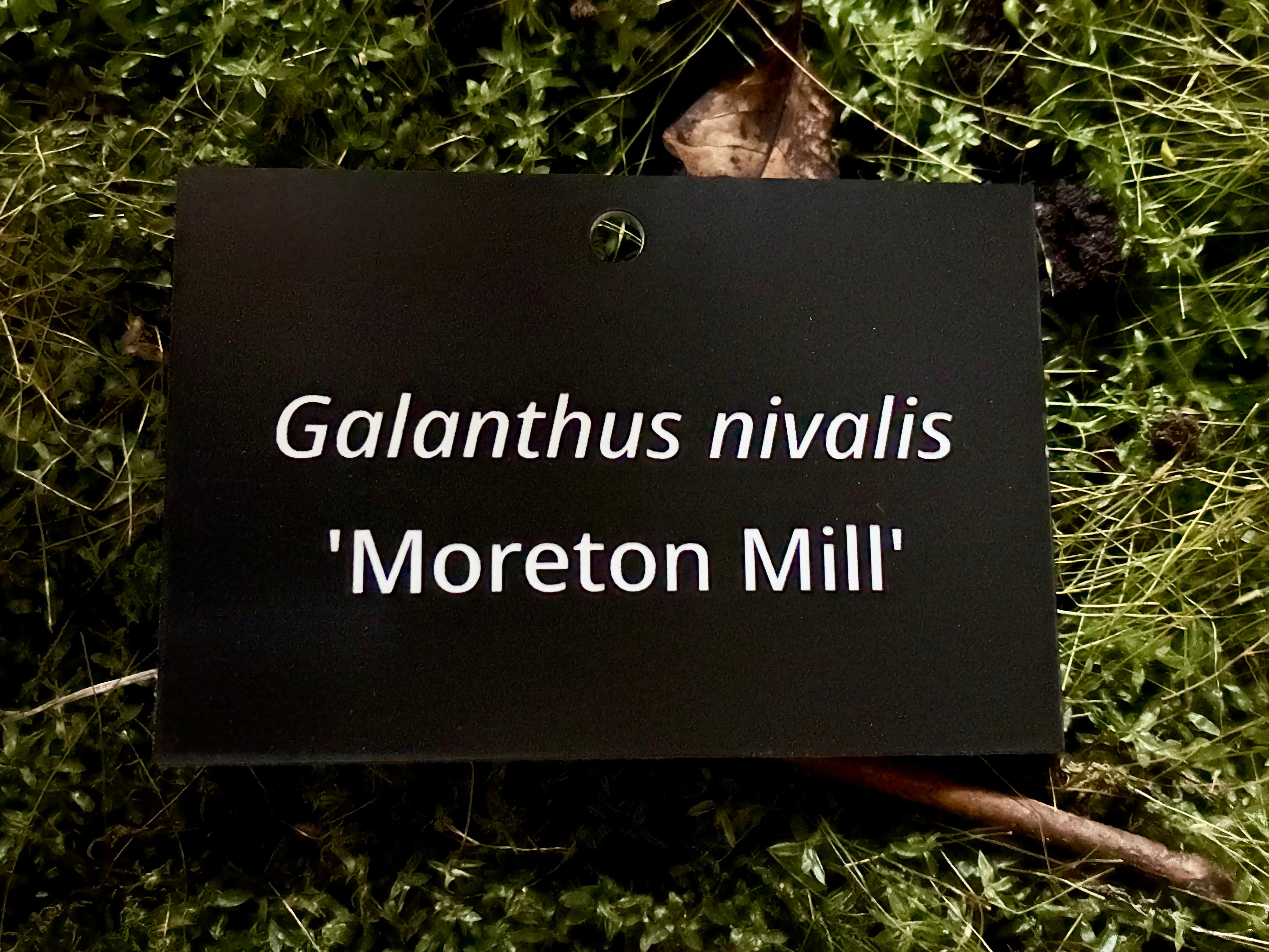 Galanthus nivalis 'Moreton Mill' - Plant label