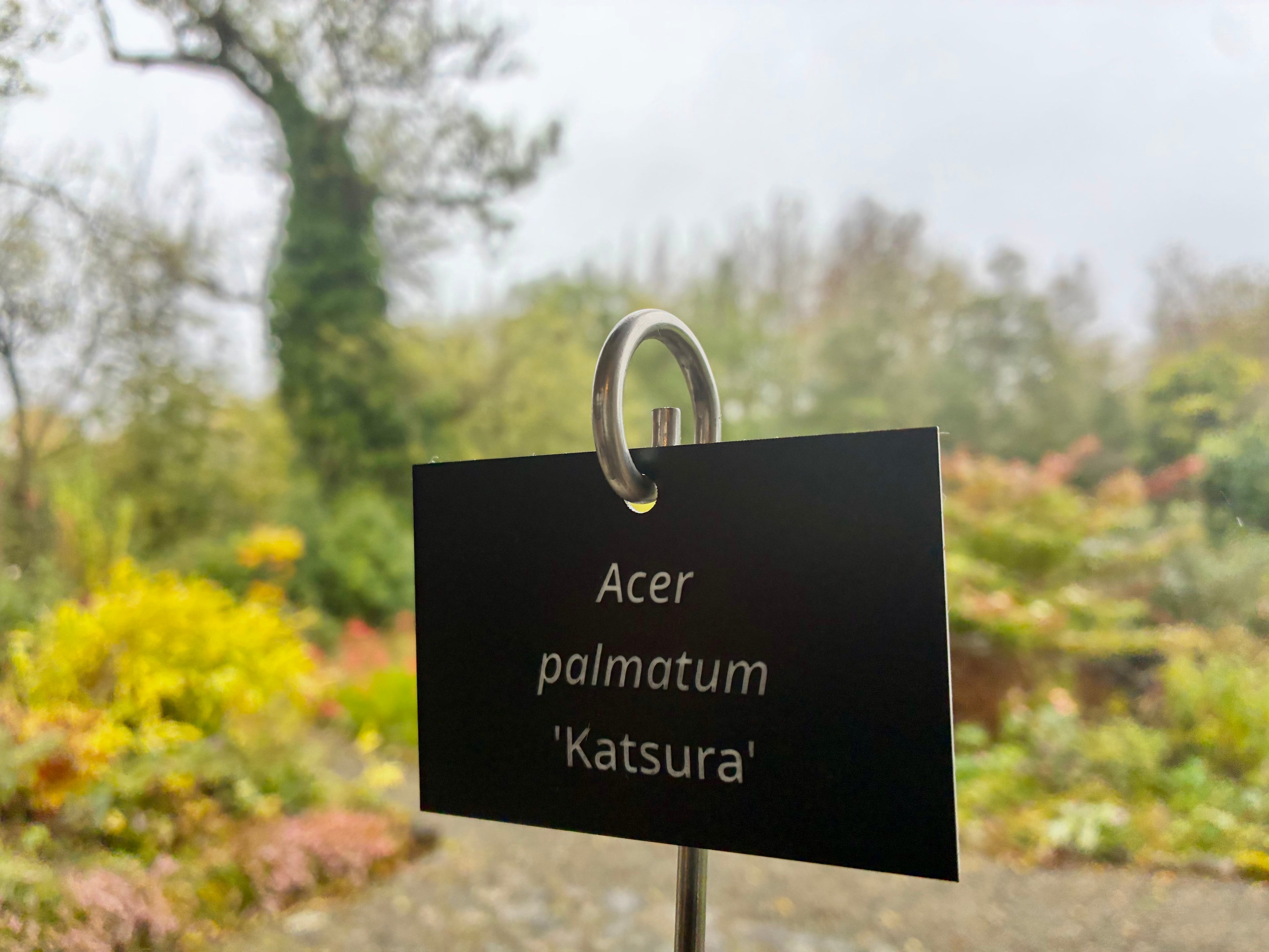 Acer palmatum 'Katsura' - Plant label