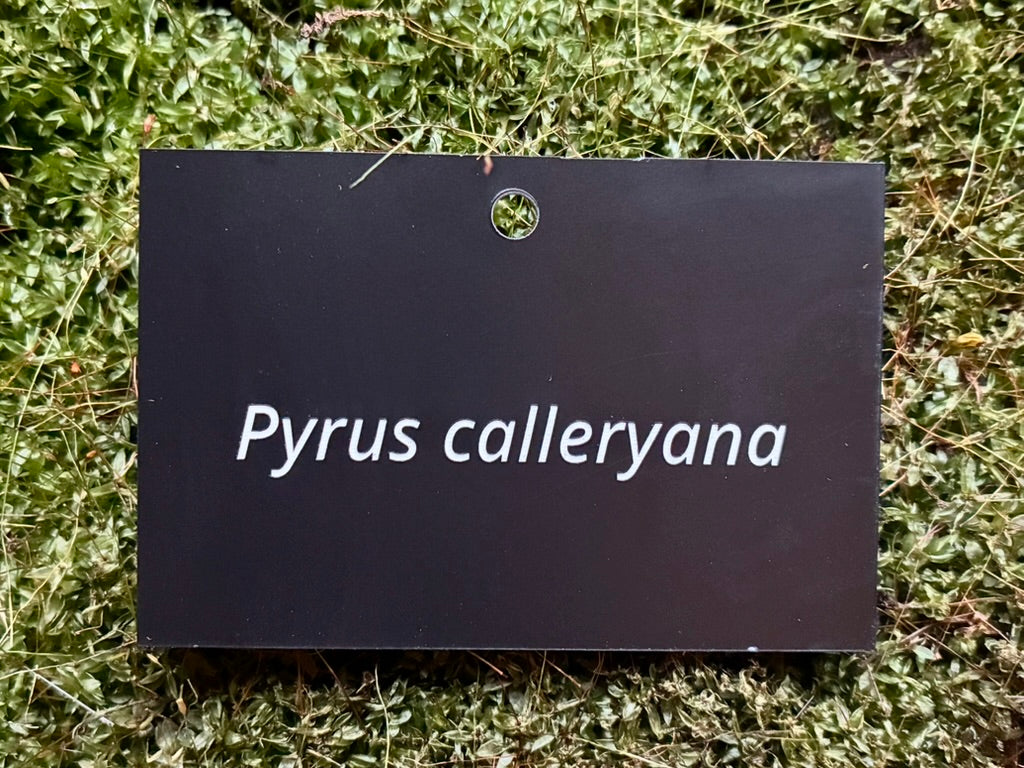Pyrus calleryana - Plant label