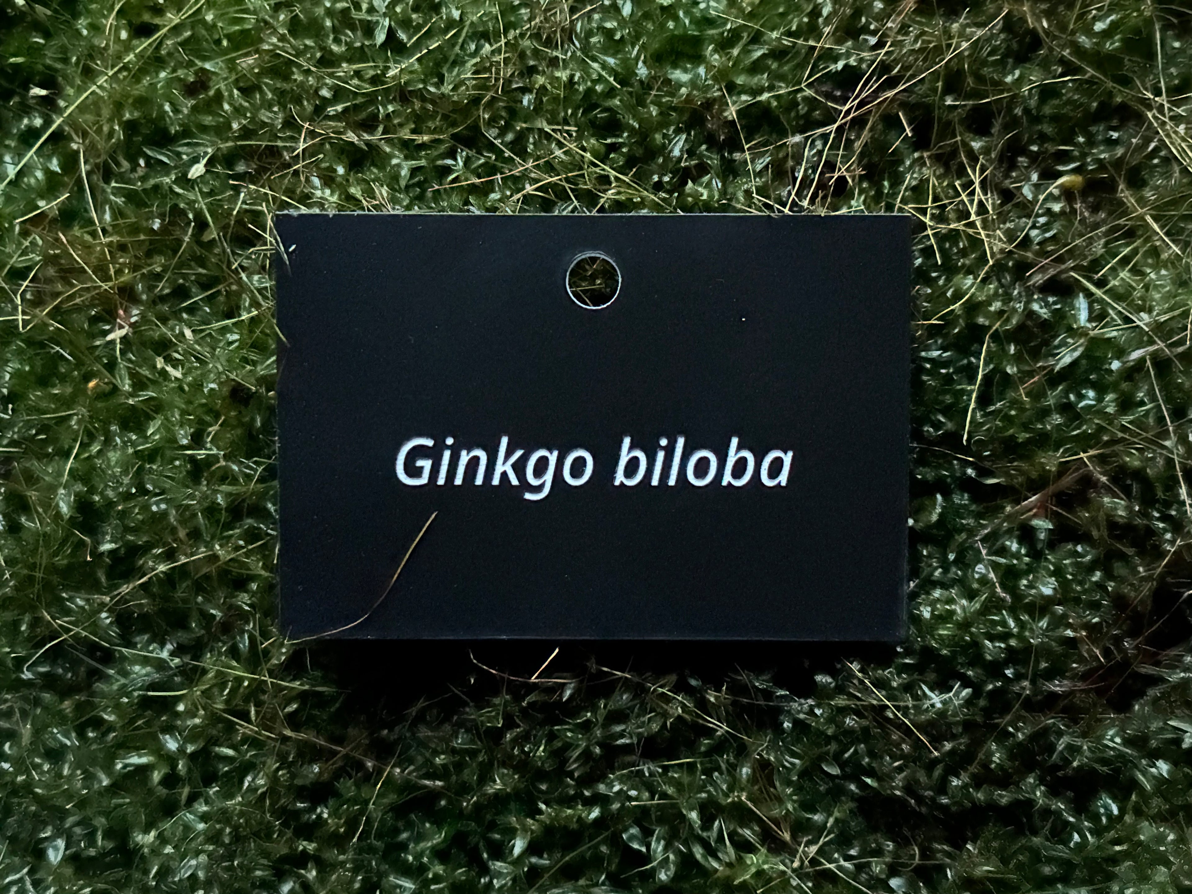 Ginkgo biloba - Plant label