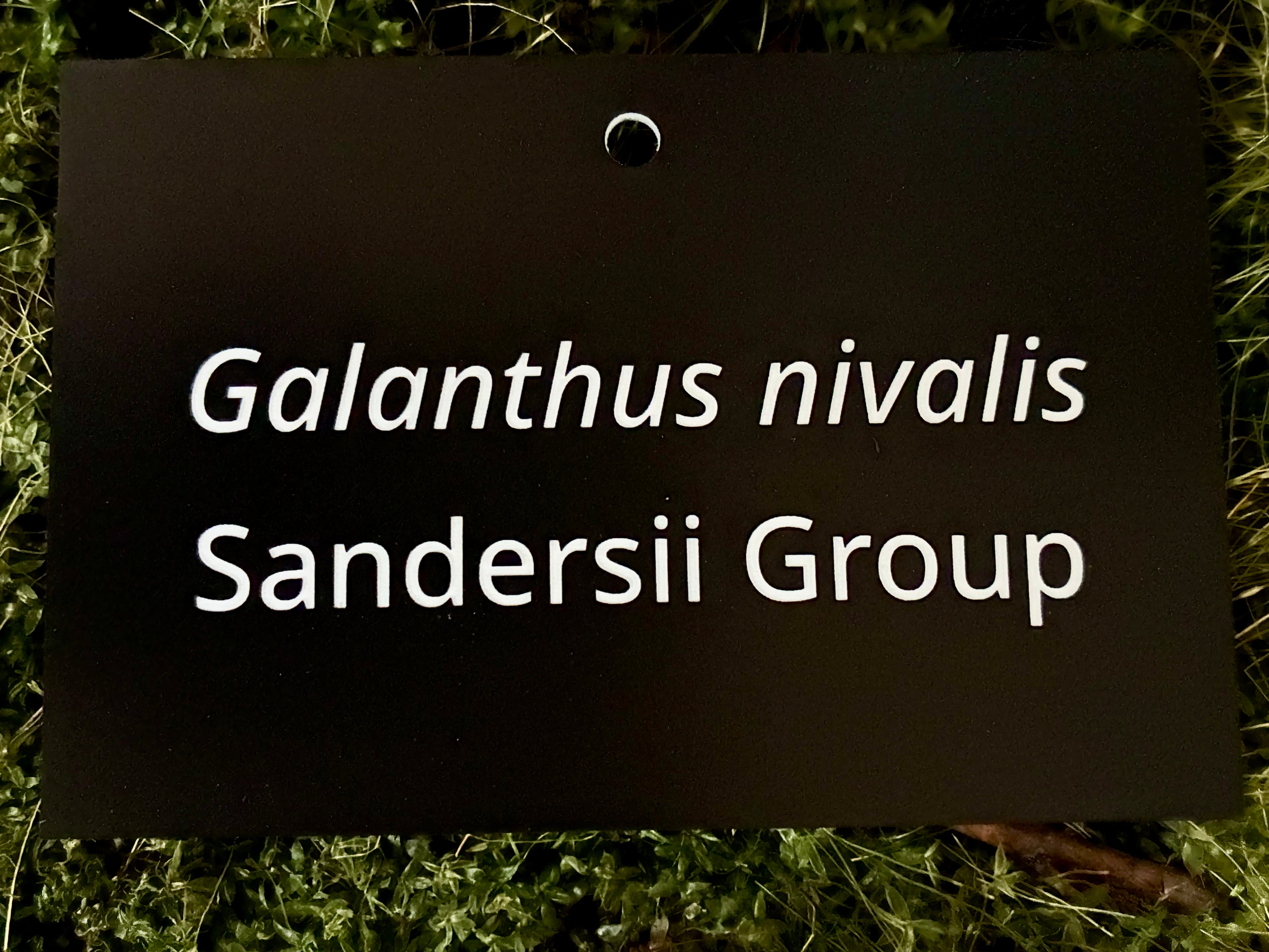 Galanthus nivalis Sandersii Group - Plant label
