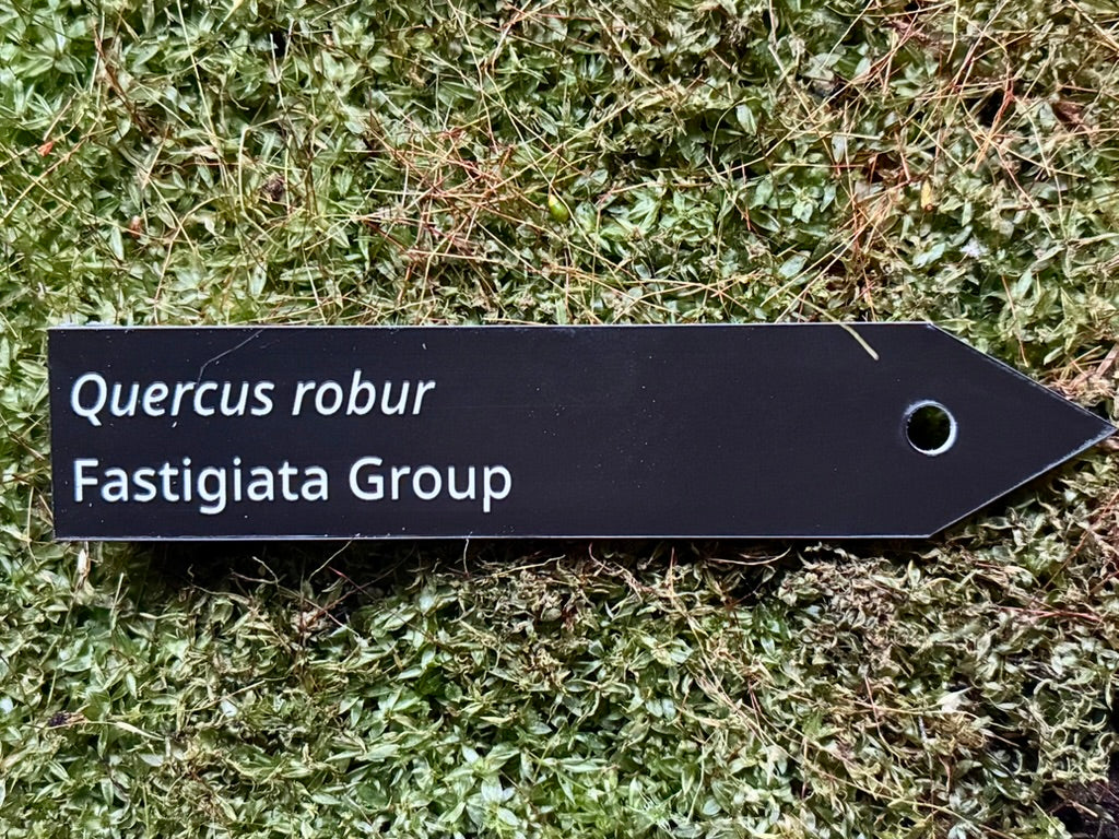 Quercus robur Fastigiata Group - Plant label