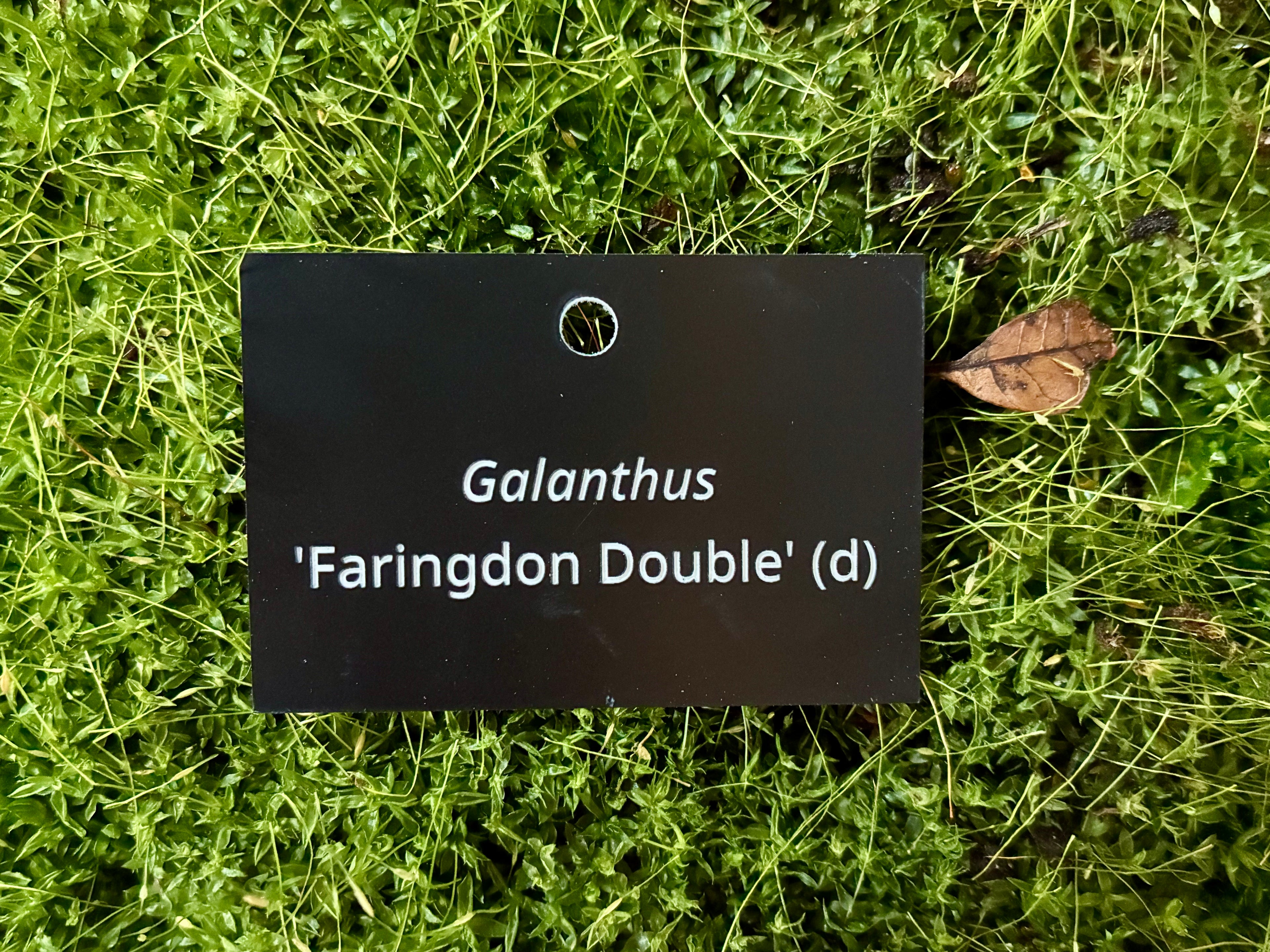 Galanthus 'Faringdon Double' (d) - Plant label