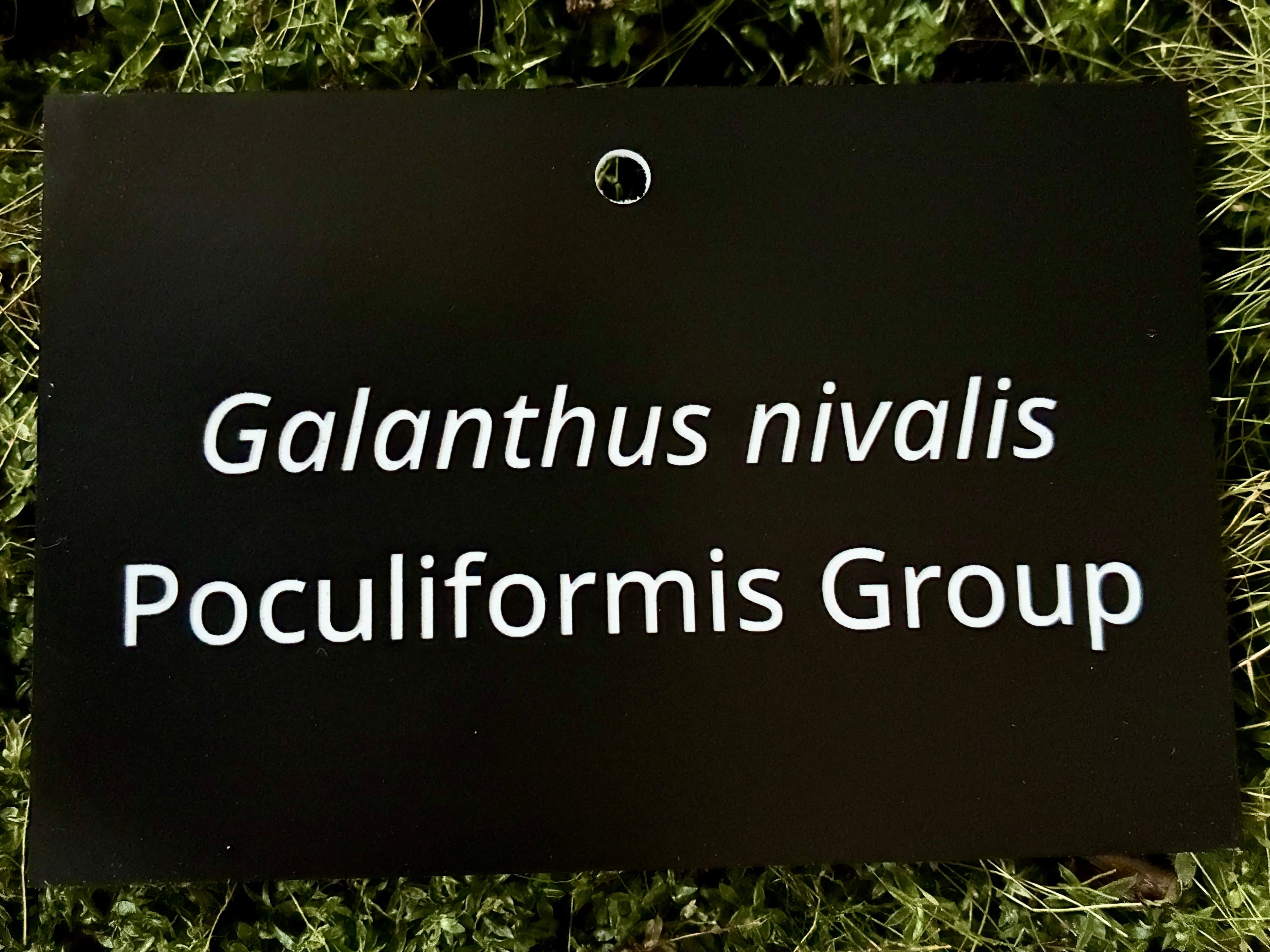 Galanthus nivalis Poculiformis Group - Plant label