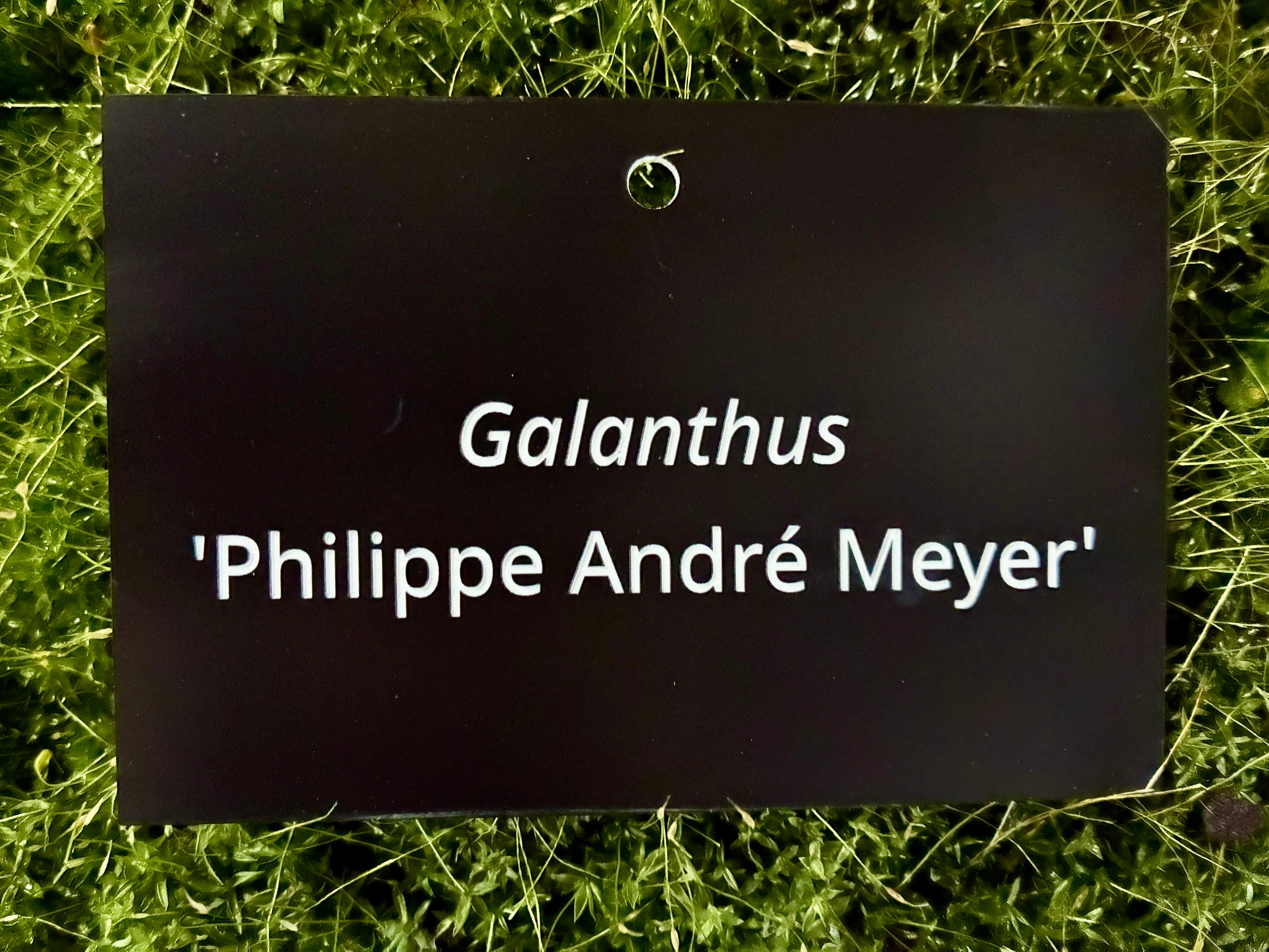 Galanthus 'Philippe André Meyer' - Plant label