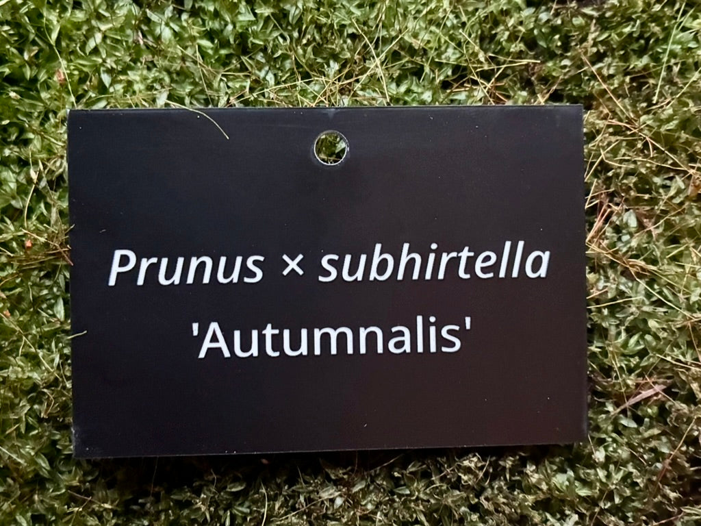 Prunus × subhirtella 'Autumnalis' - Plant label