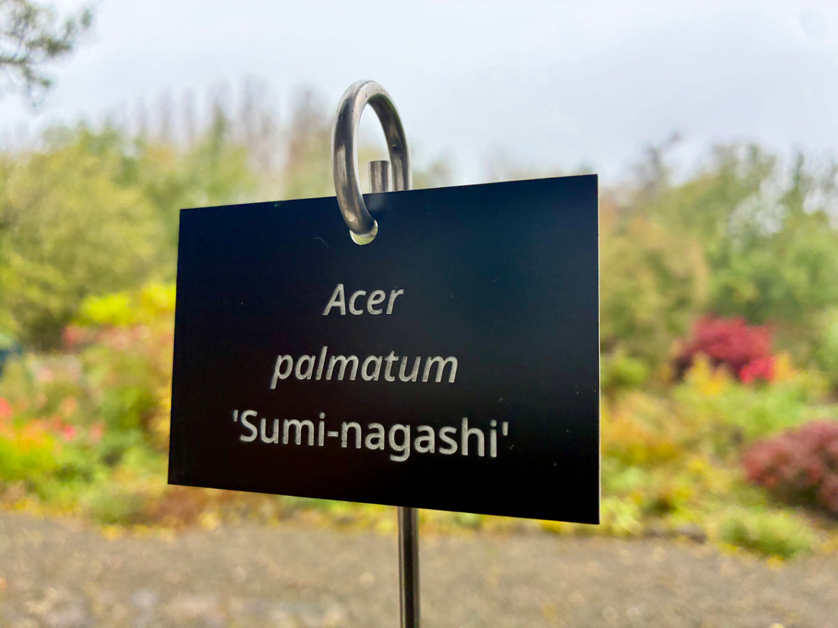 Acer palmatum 'Sumi-nagashi' - Plant label