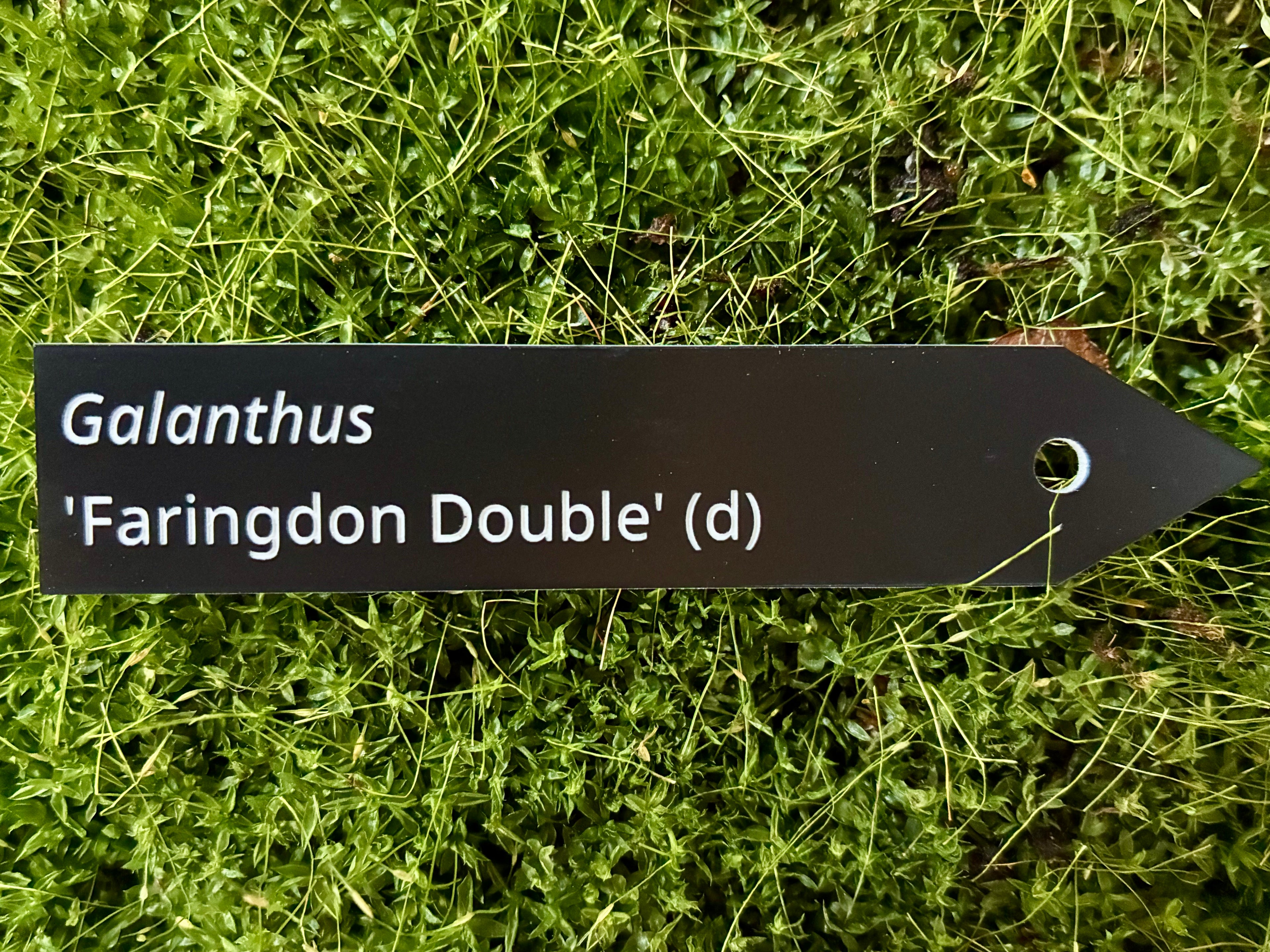 Galanthus 'Faringdon Double' (d) - Plant label