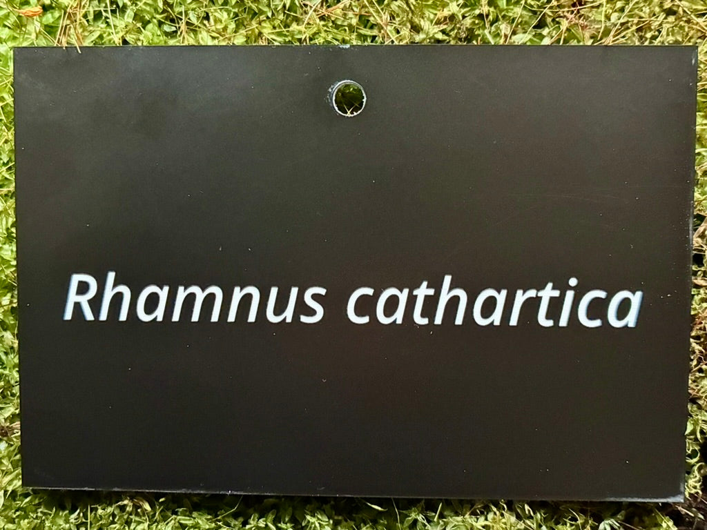 Rhamnus cathartica - Plant label