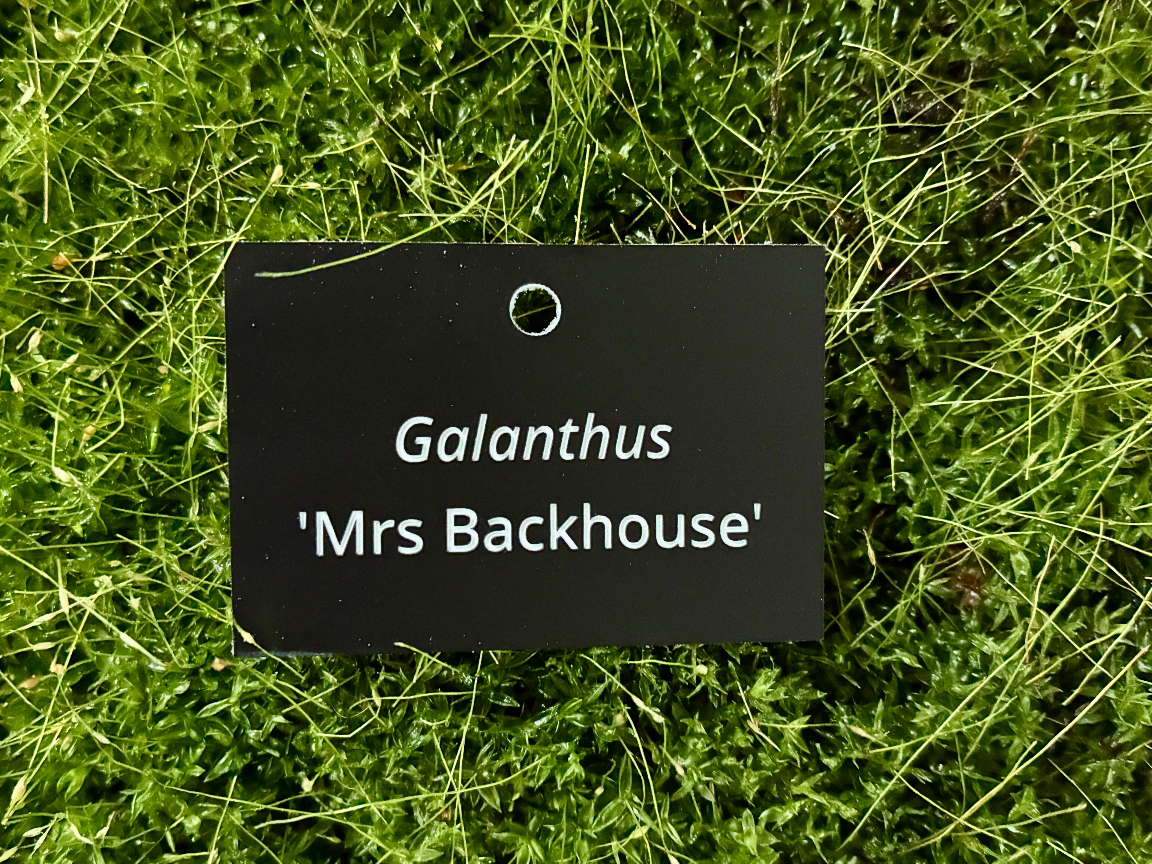 Galanthus 'Mrs Backhouse' - Plant label
