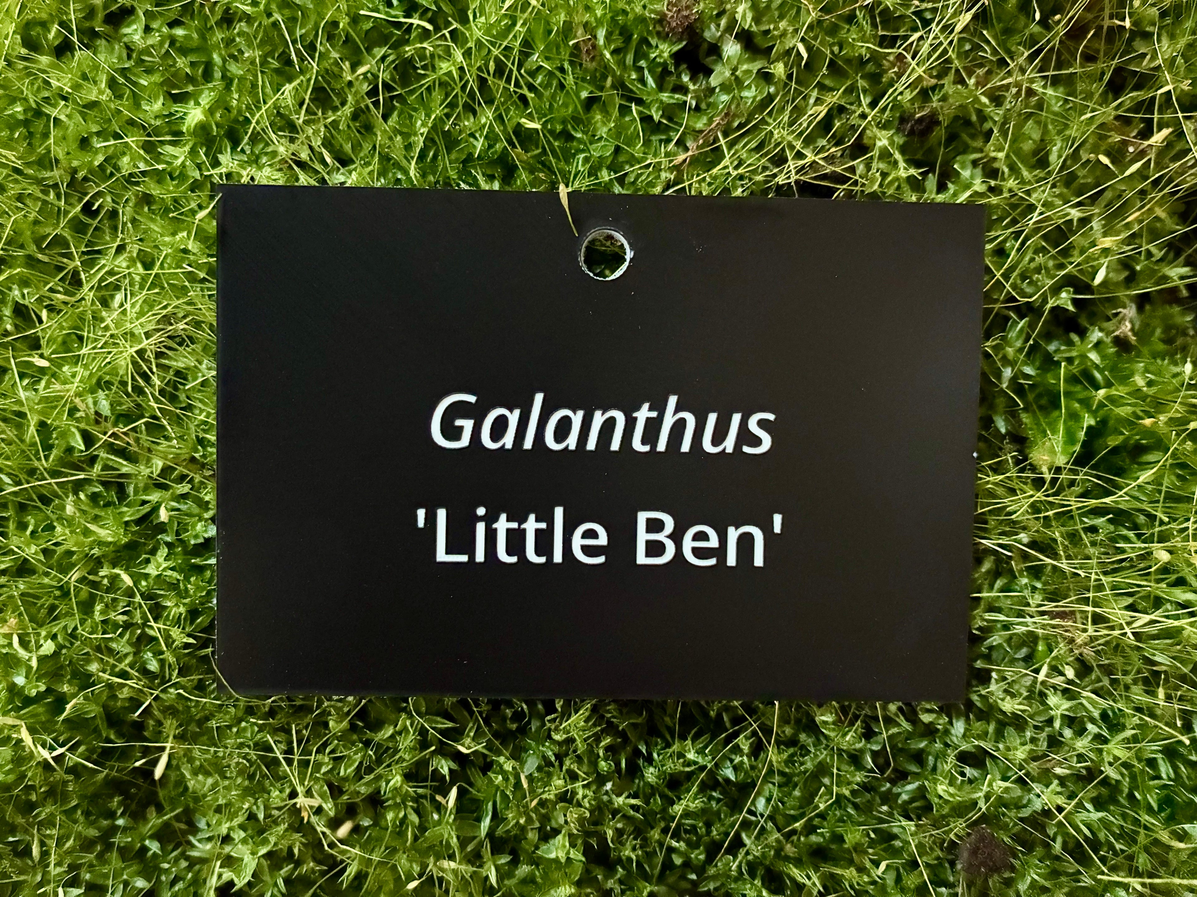 Galanthus 'Little Ben' - Plant label
