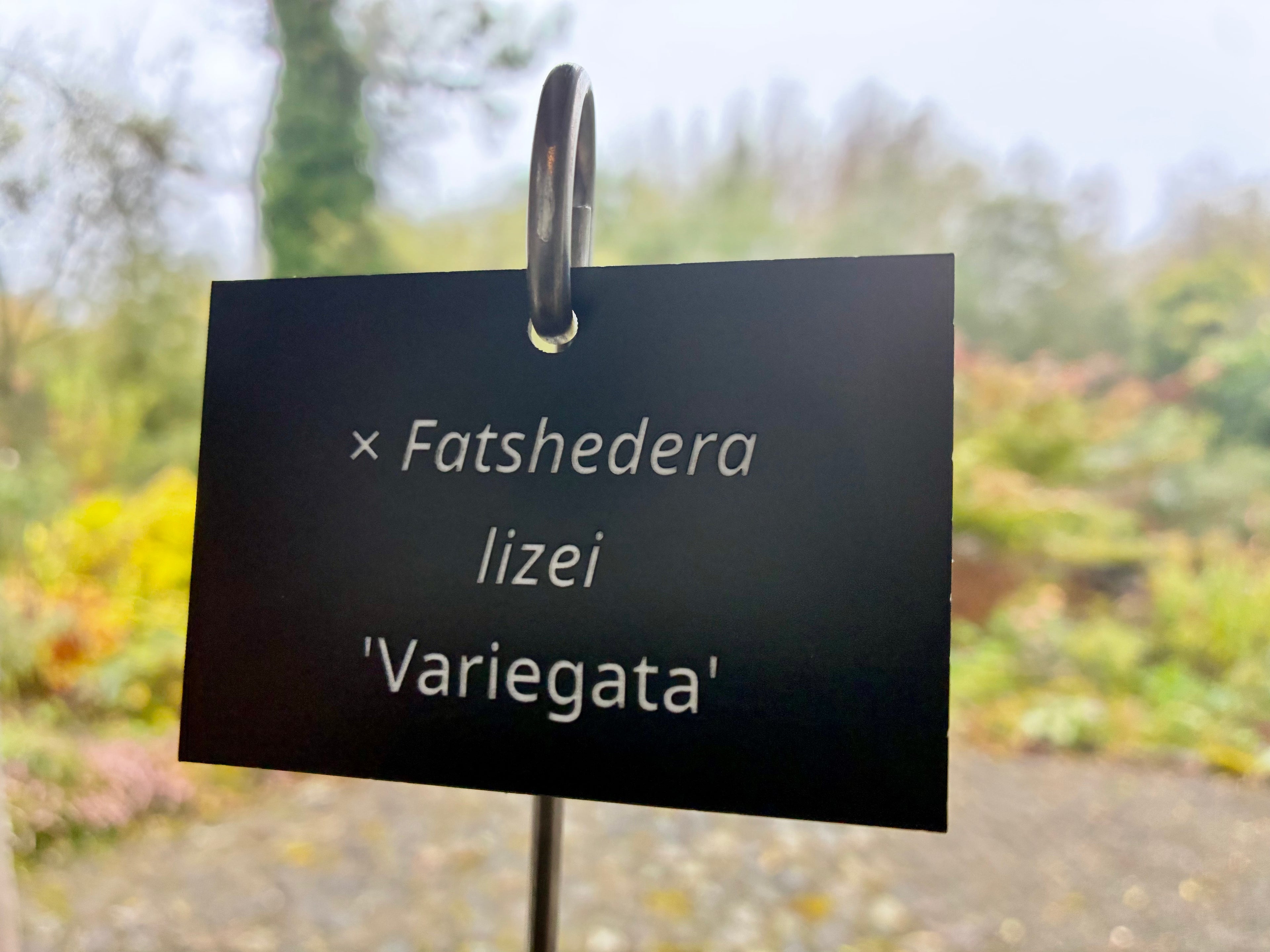× Fatshedera lizei 'Variegata' - Plant label