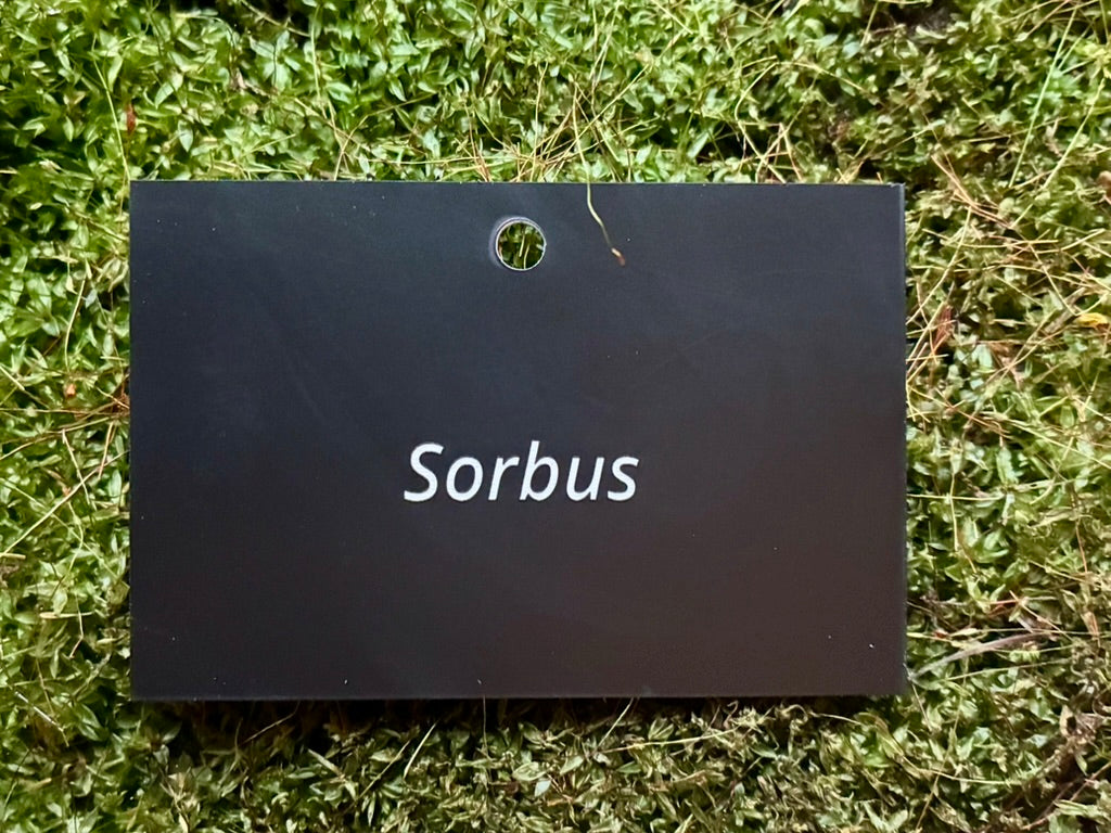 Sorbus - Plant label
