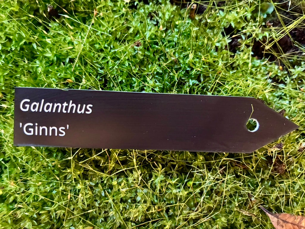 Galanthus 'Ginns' - Plant label