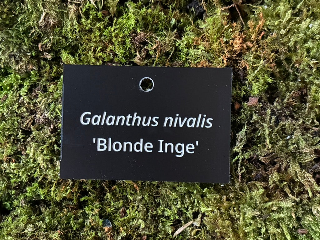 Galanthus nivalis 'Blonde Inge' - Plant label