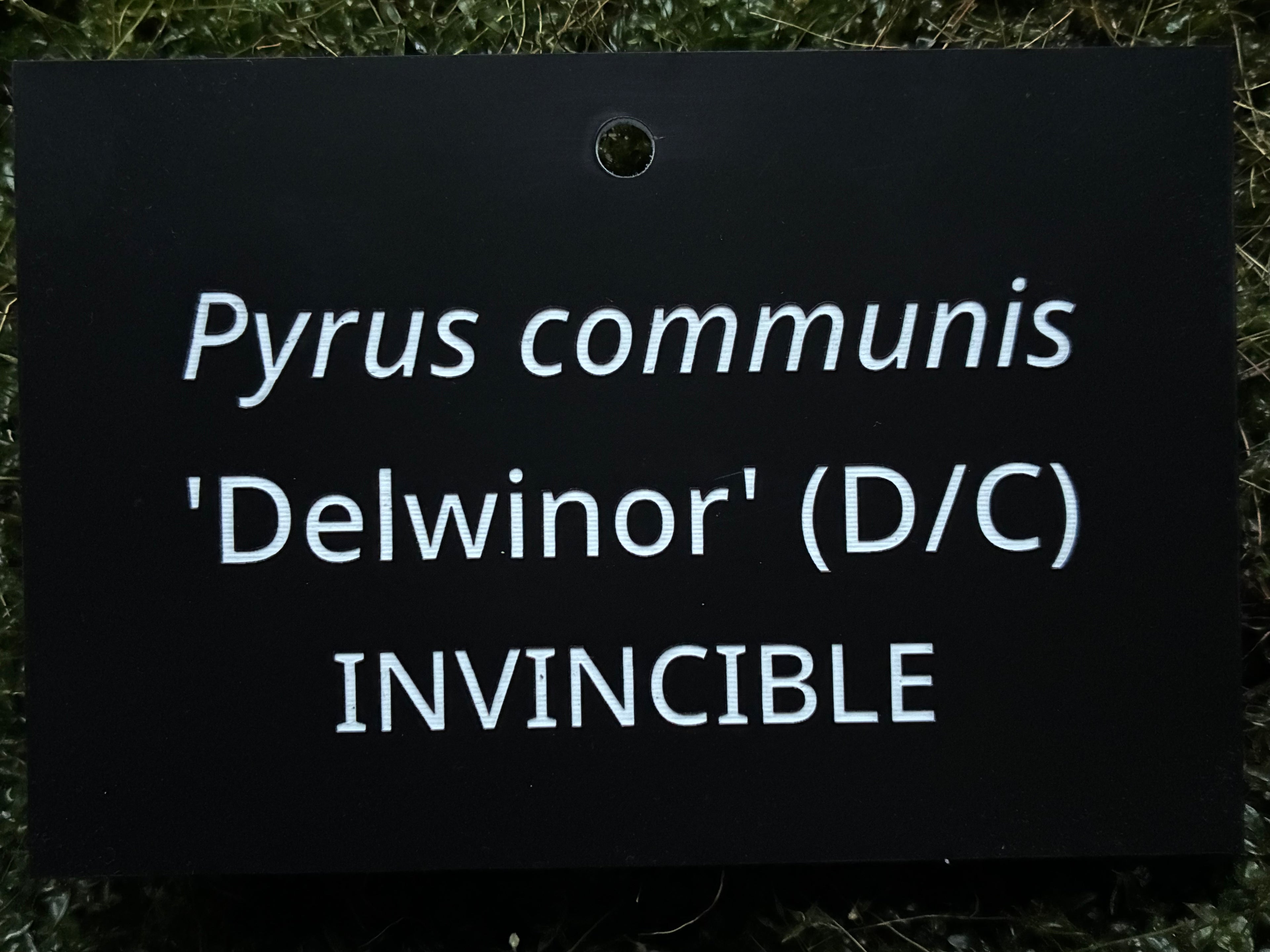 Pyrus communis 'Delwinor' (D/C) INVINCIBLE - Plant label