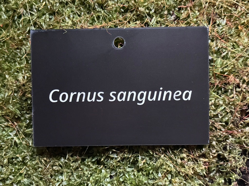Cornus sanguinea - Plant label