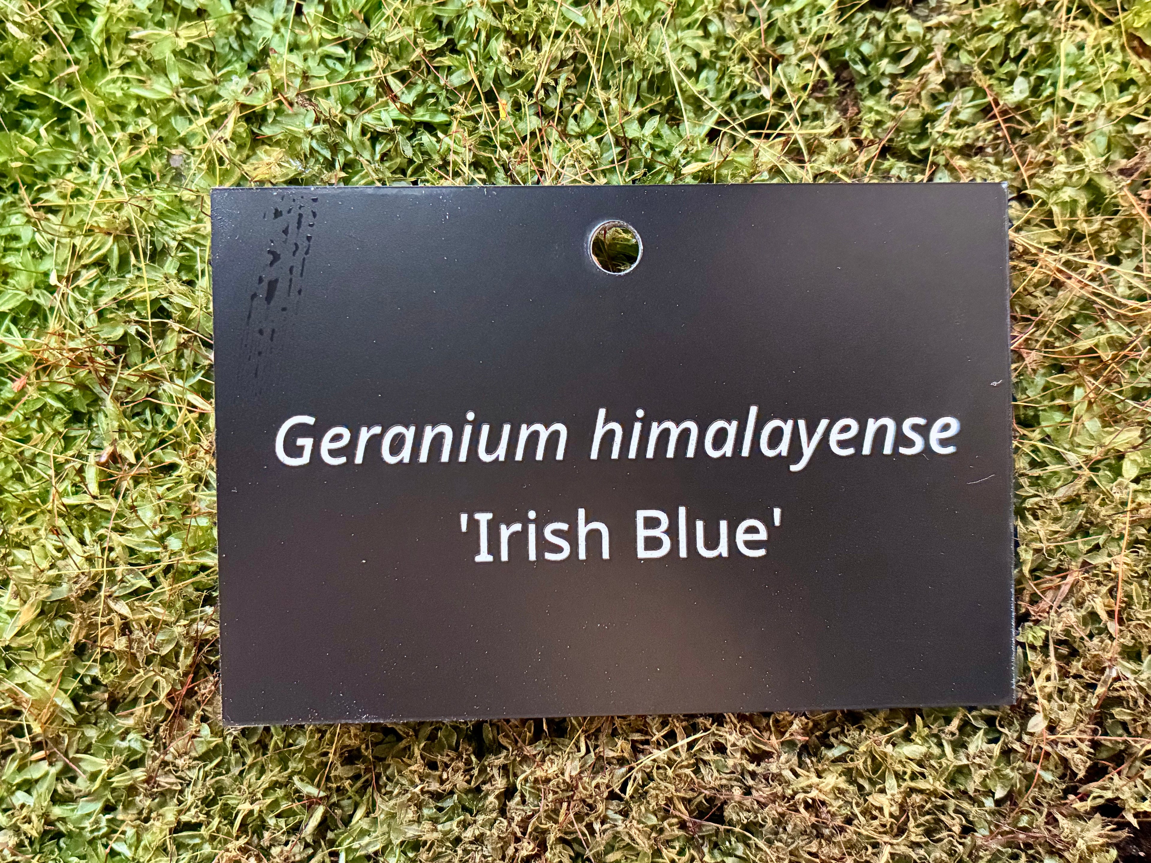 Geranium himalayense 'Irish Blue' - Plant label