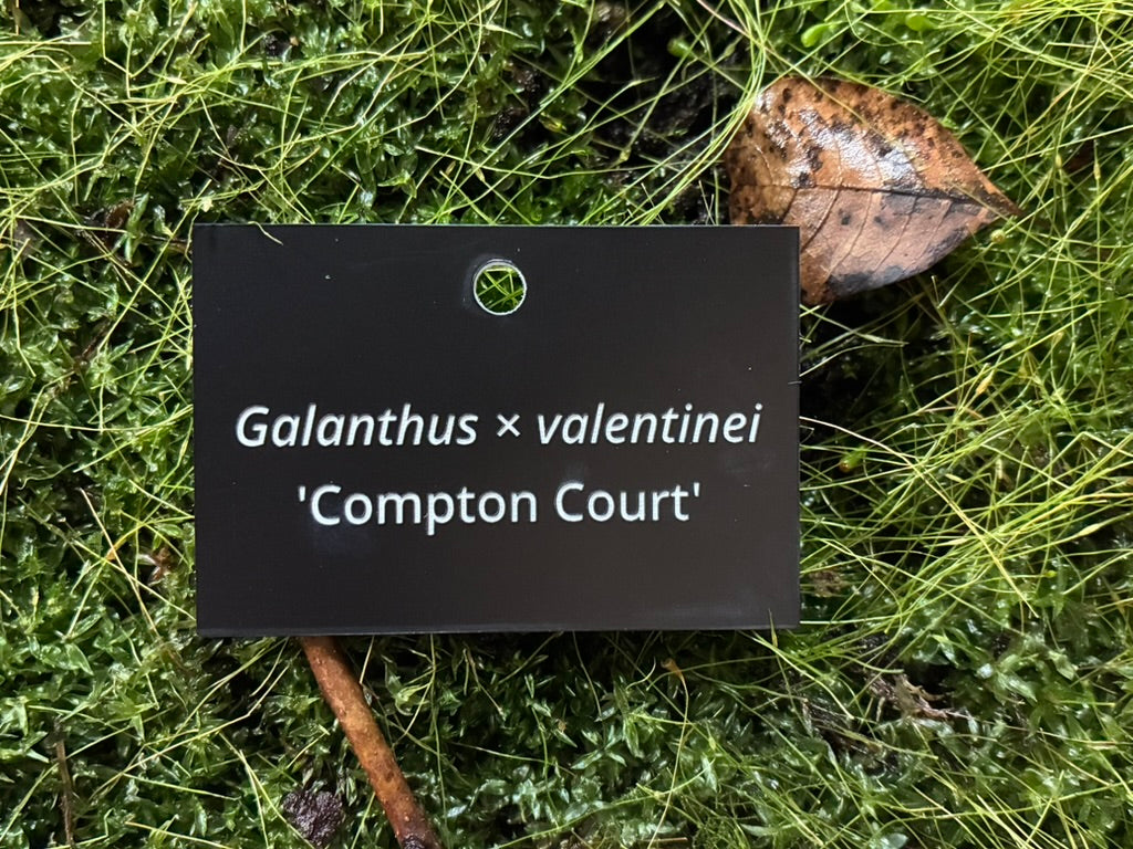 Galanthus × valentinei 'Compton Court' - Plant label
