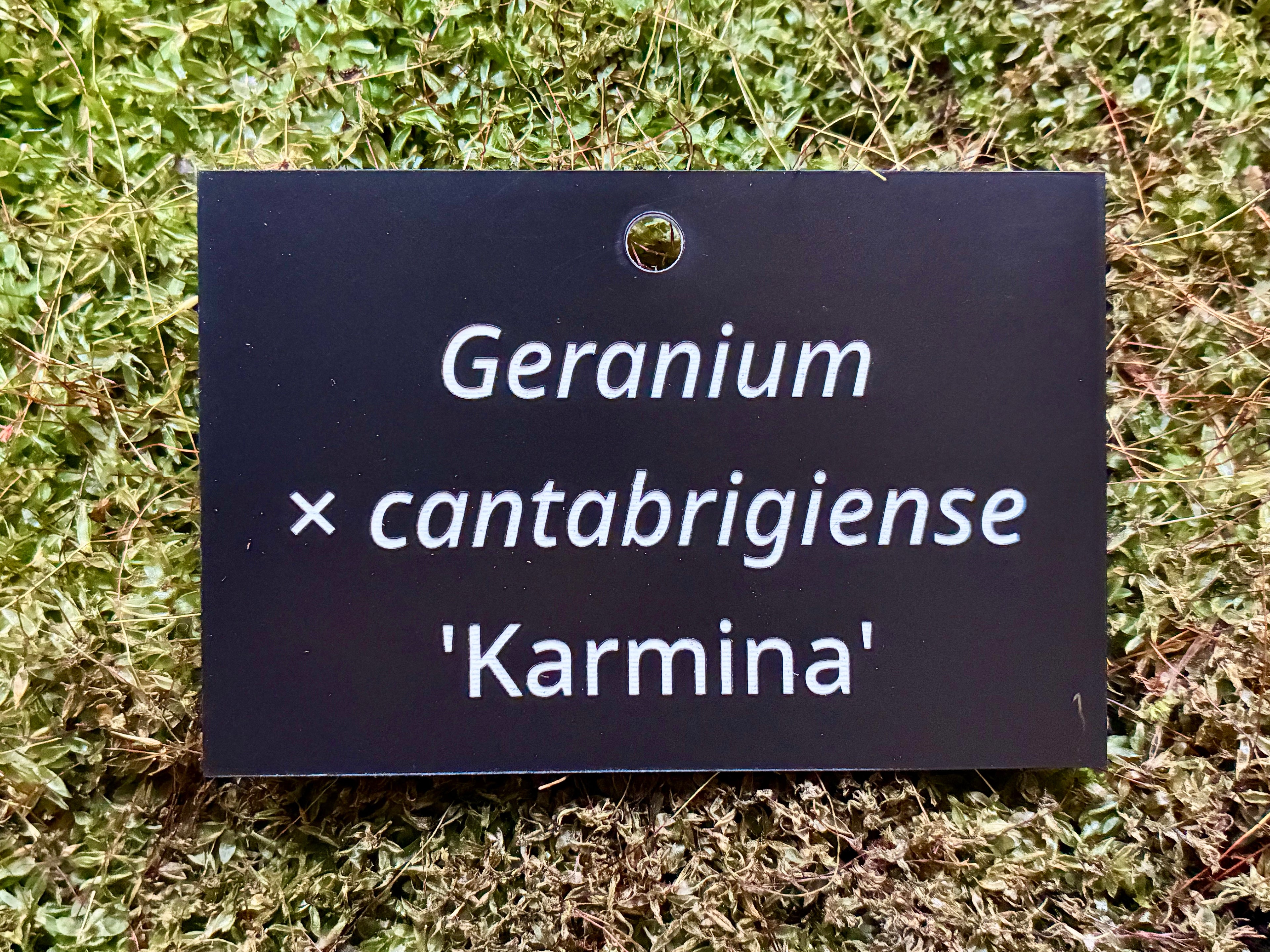 Geranium × cantabrigiense 'Karmina' - Plant label