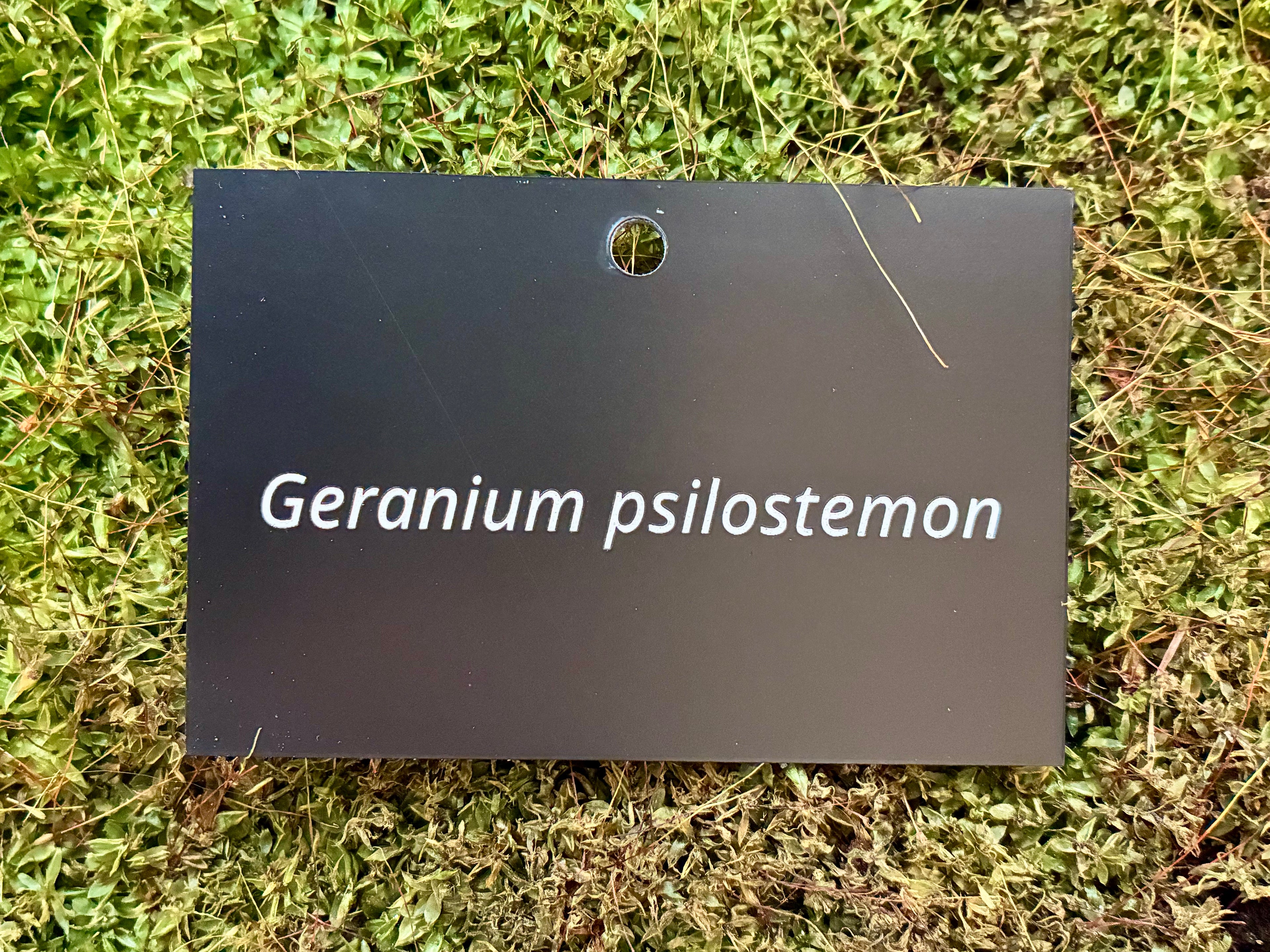 Geranium psilostemon - Plant label