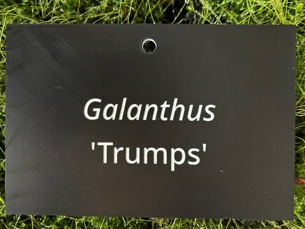 Galanthus 'Trumps' - Plant label