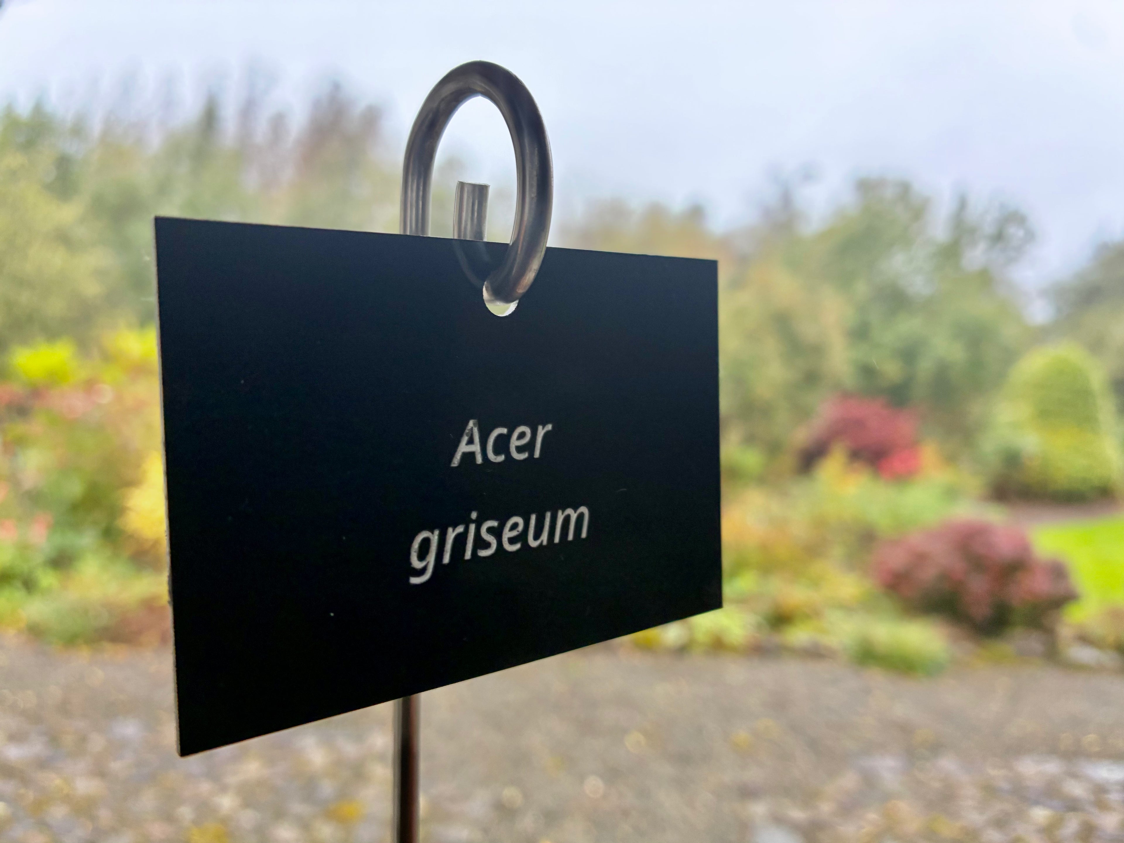 Acer griseum - Plant label