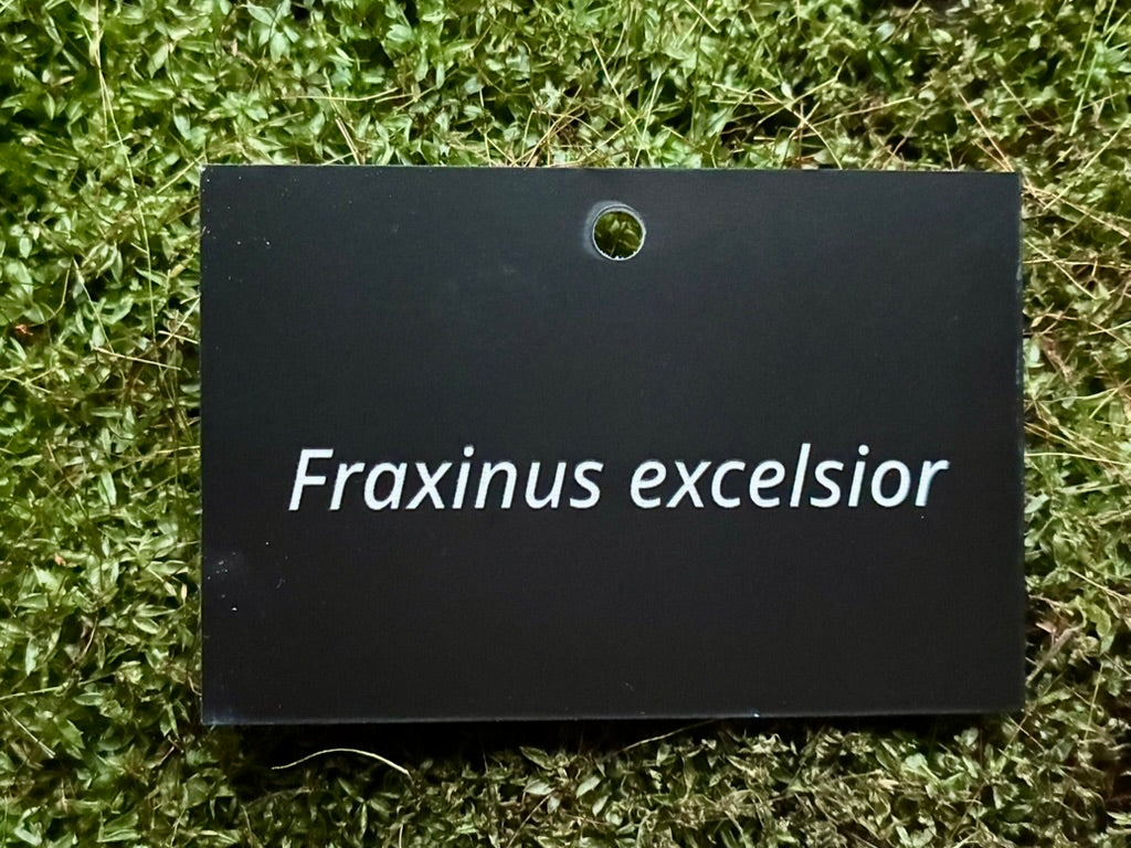 Fraxinus excelsior - Plant label