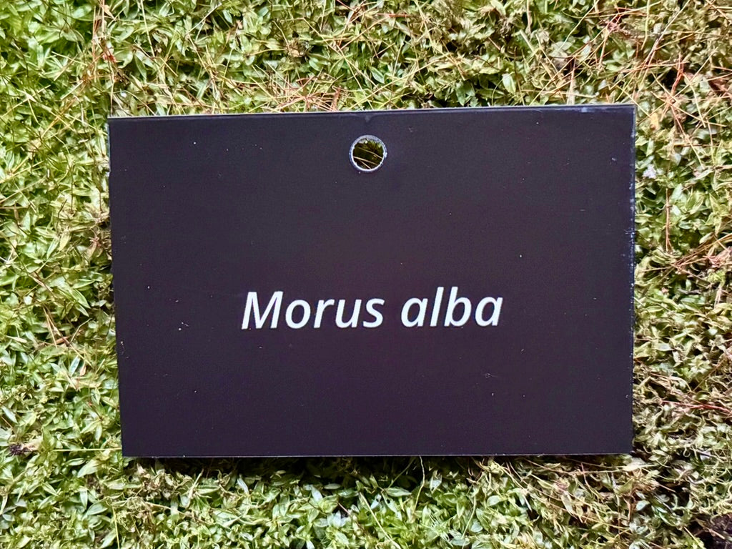 Morus alba - Plant label