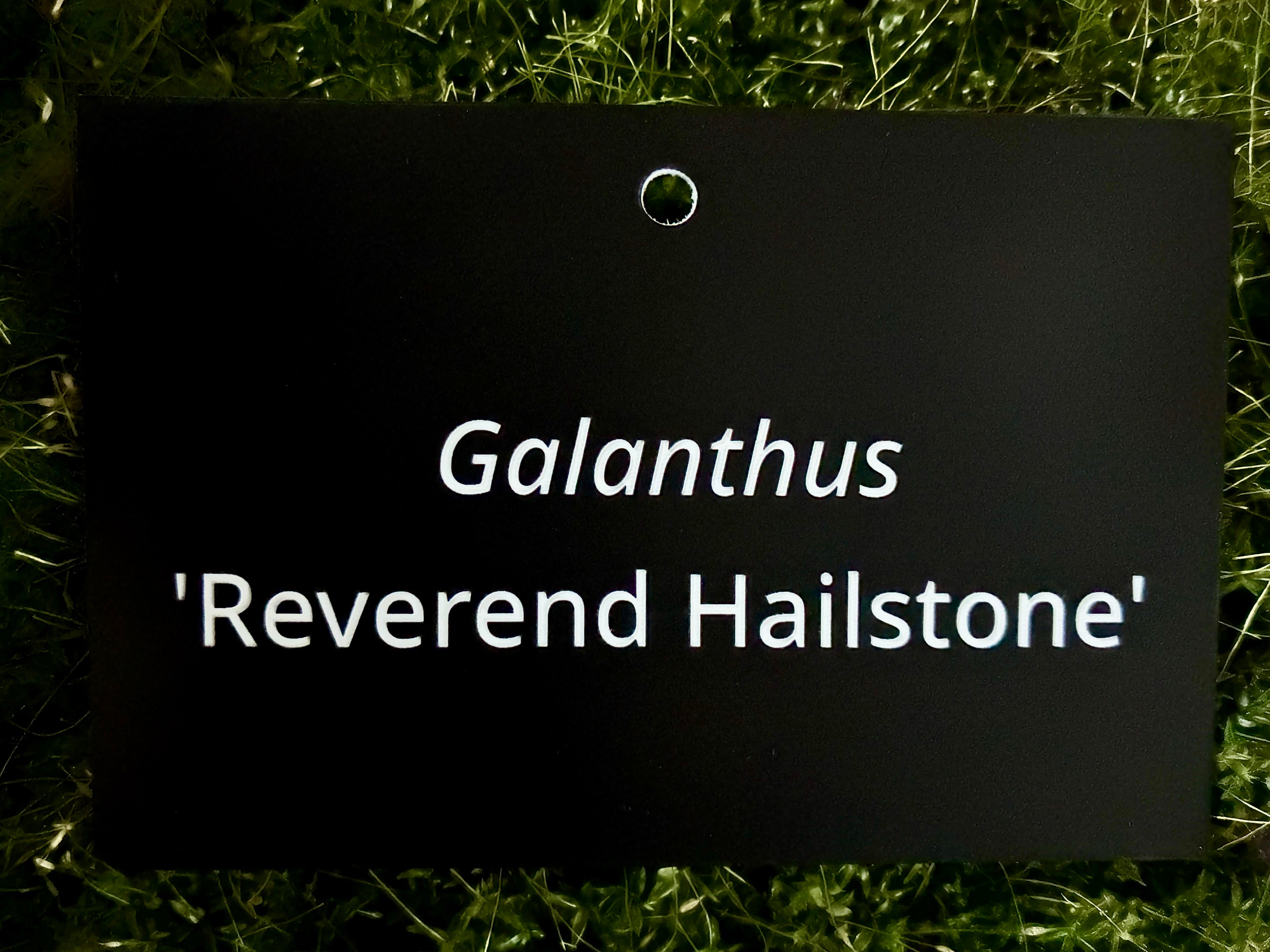 Galanthus 'Reverend Hailstone' - Plant label