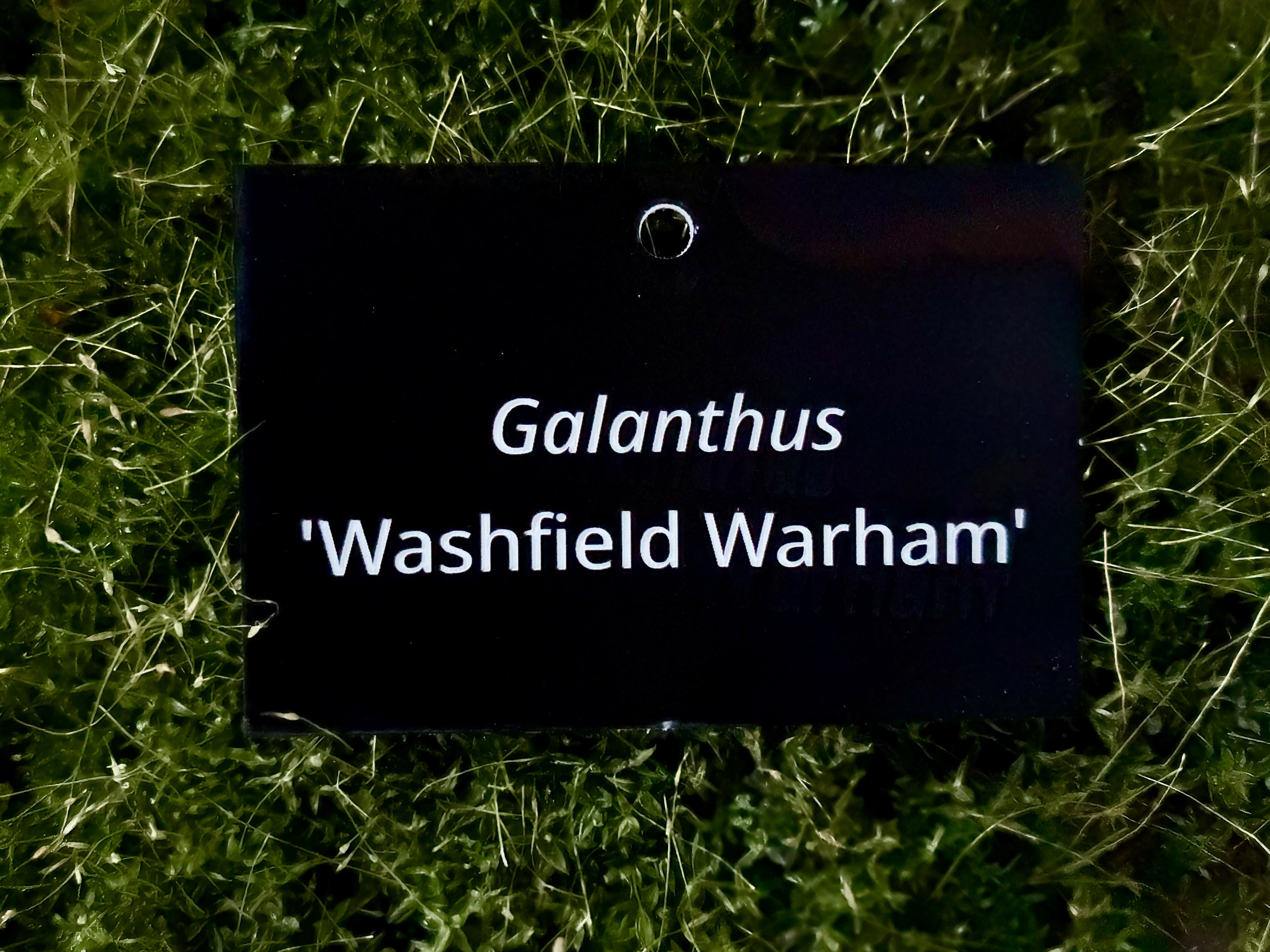 Galanthus 'Washfield Warham' - Plant label