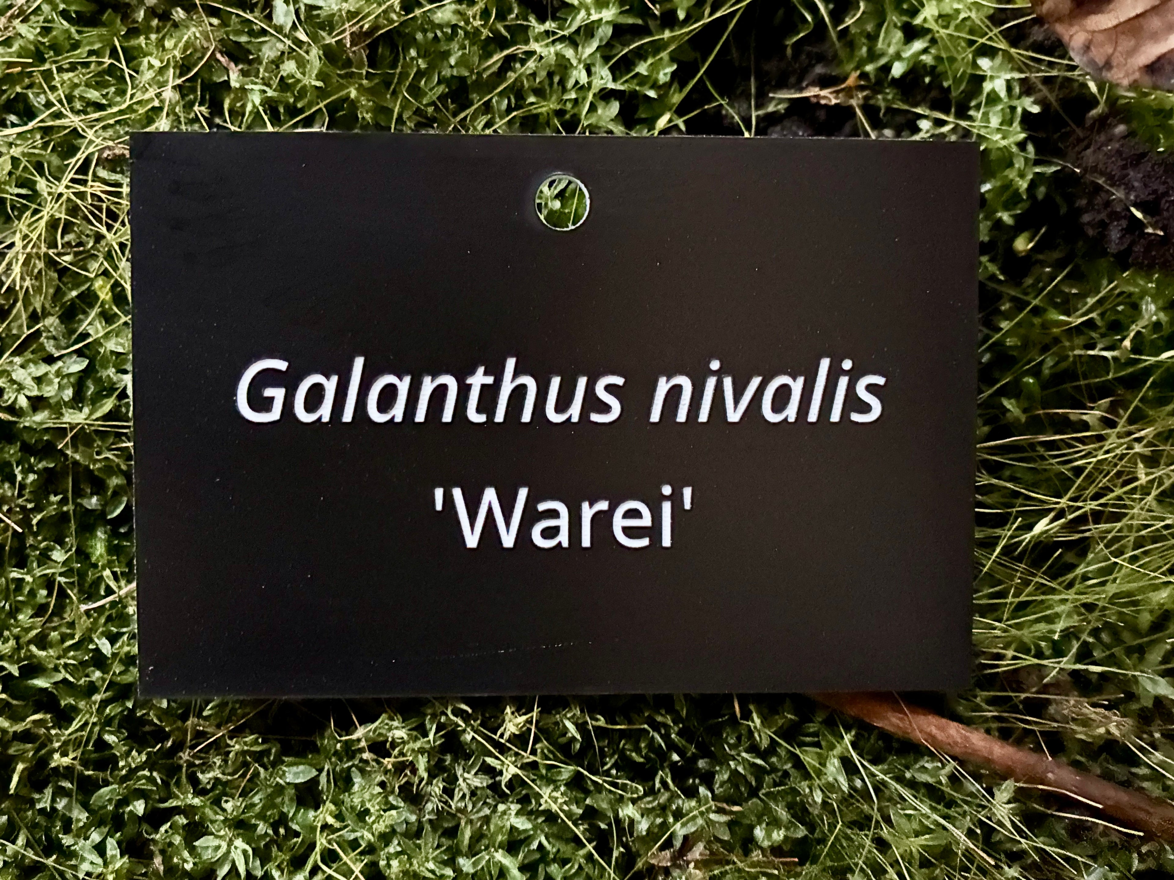 Galanthus nivalis 'Warei' - Plant label