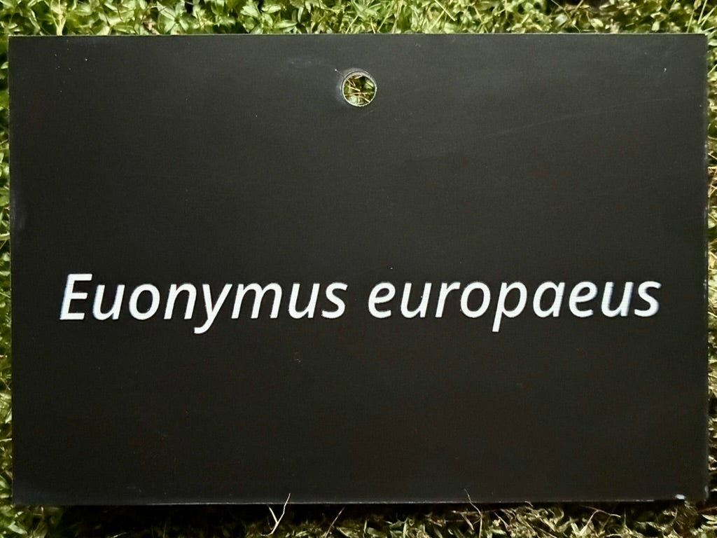 Euonymus europaeus - Plant label