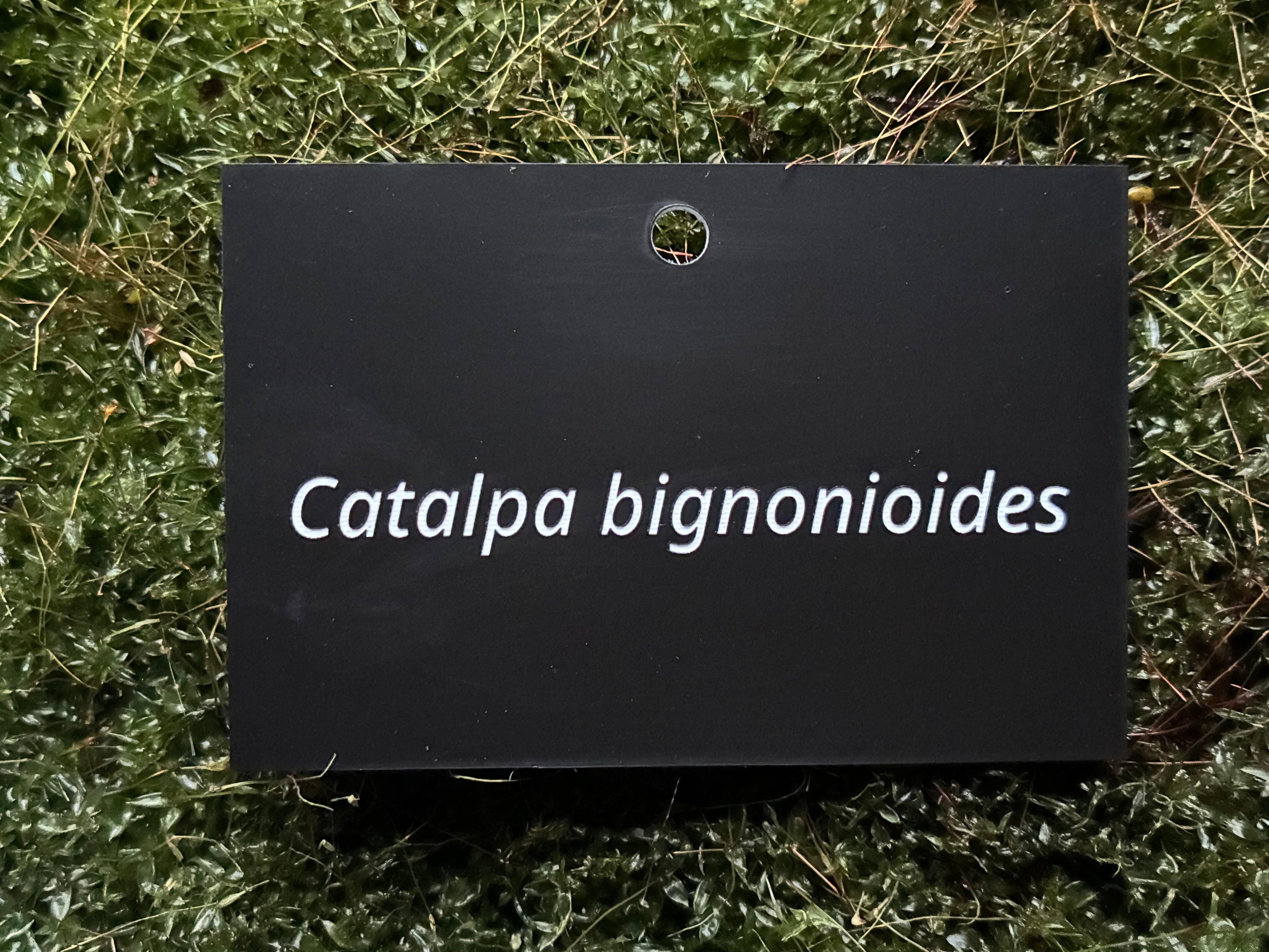 Catalpa bignonioides - Plant label